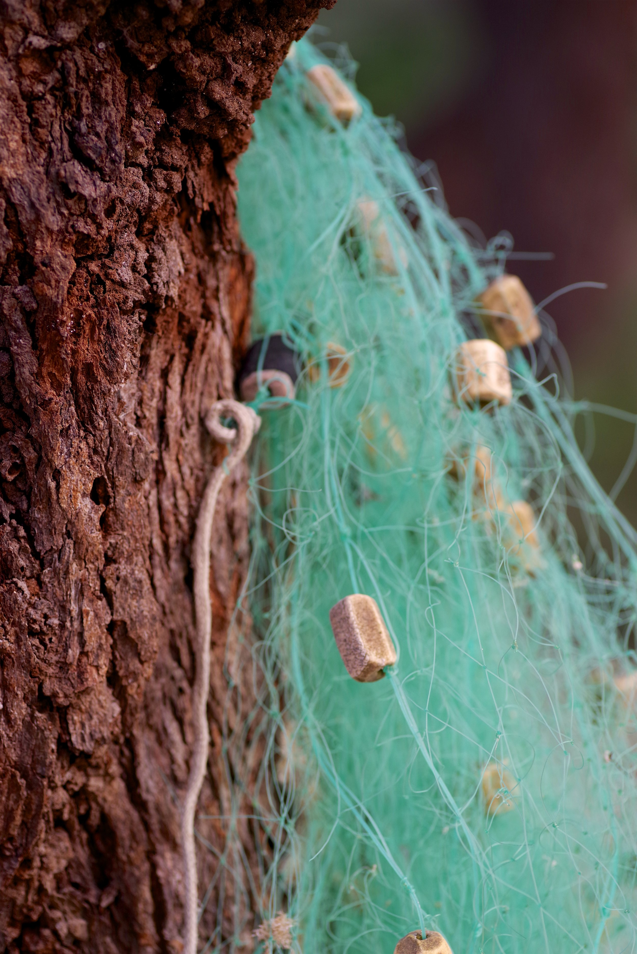 Hung Out to Dry Fishing nets and ropes are left hitched up on tree barks to dry off in the afternoon sun.