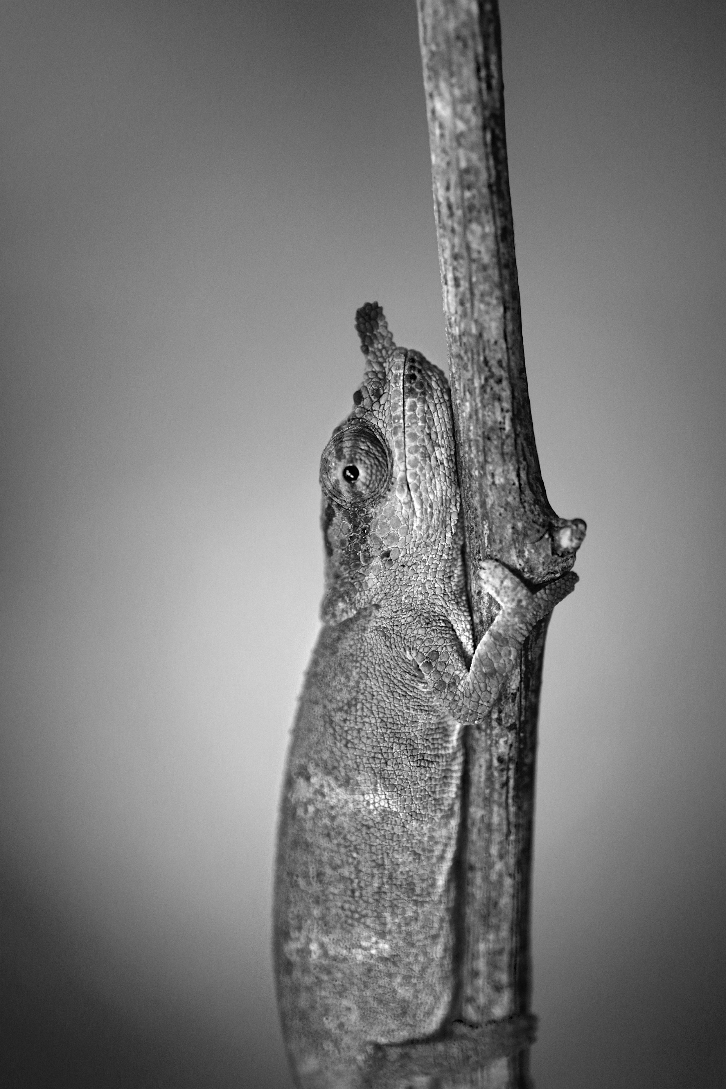 Pinocchio Chameleon The roughened horn at the tip of this chameleon’s snout may be used to attract a mate.