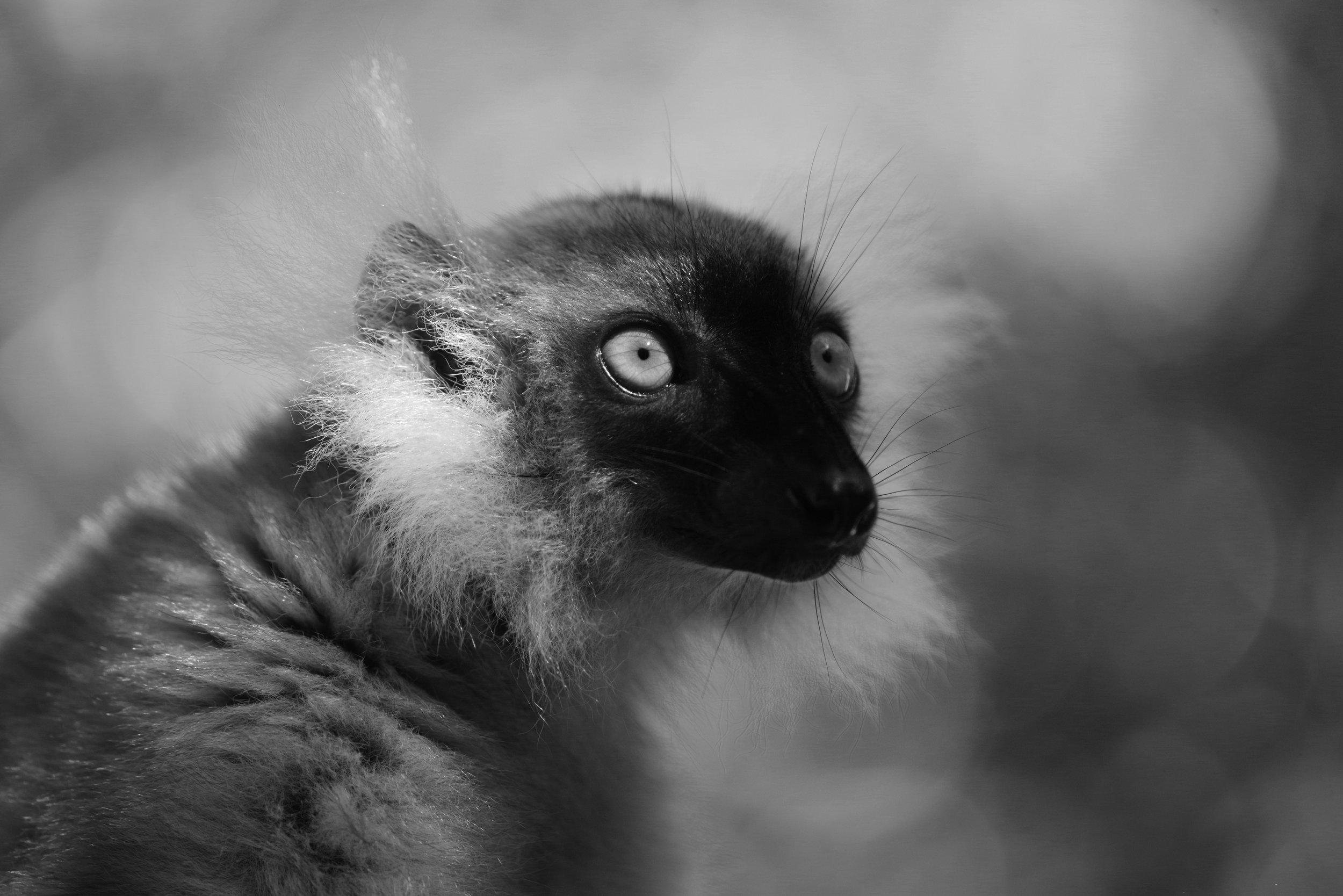 Strong Willed Female lemurs often bear the responsibility of protecting their homes, marking their territories with the scent of powerful hormones.