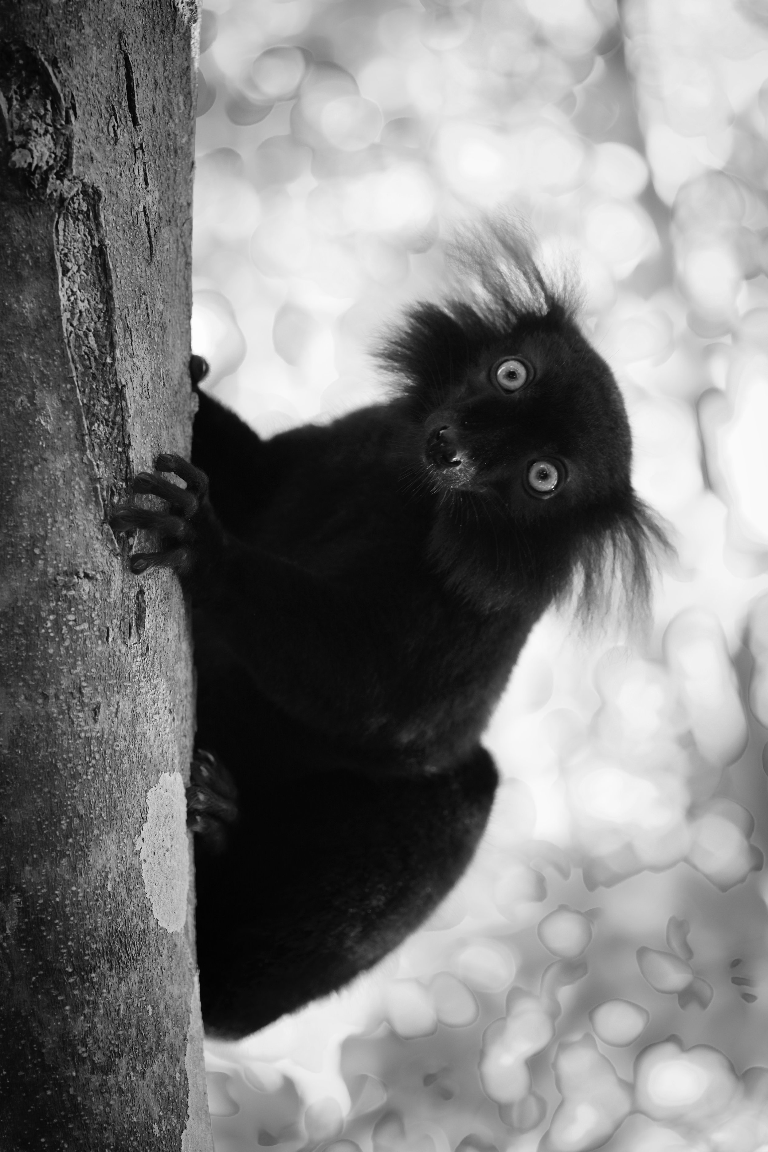 Vertical Life This male black lemur contemplates life from an odd angle.