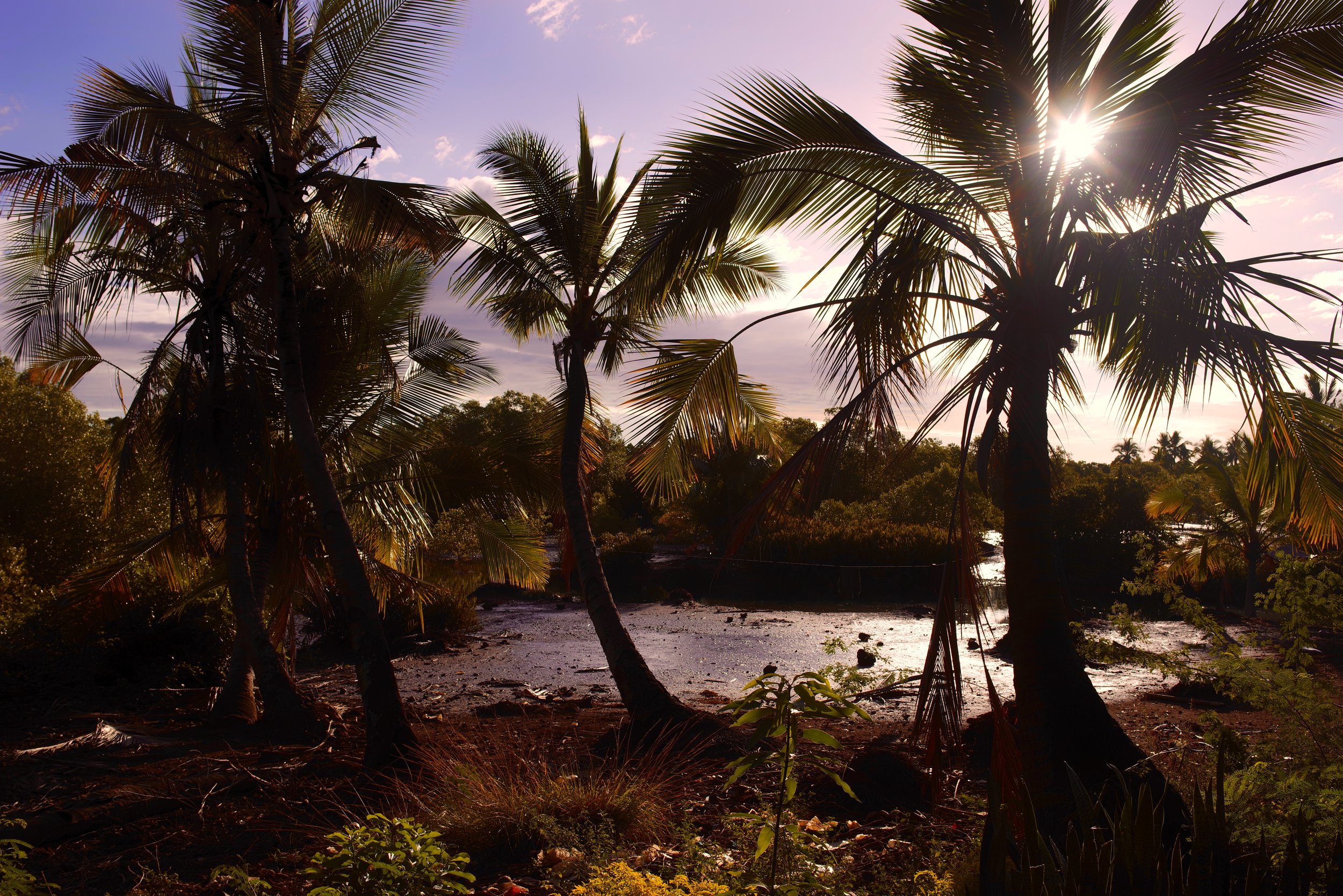 Sunlight on the Sacred Lagoon I was immediately captivated by the sharp lines and beautiful contrasts created by the palm trees surrounding this lagoon and the harsh sunlight that tore through them.