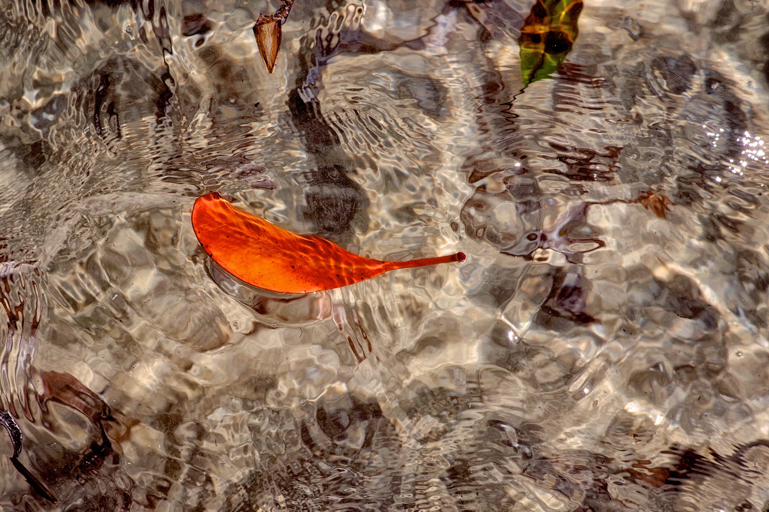 Little Orange Vessel A mangrove leaf in clear water would make a perfect boat for a shipwrecked ant or grasshopper. Mangroves play a crucial role in the coastal ecosystem of these islands.