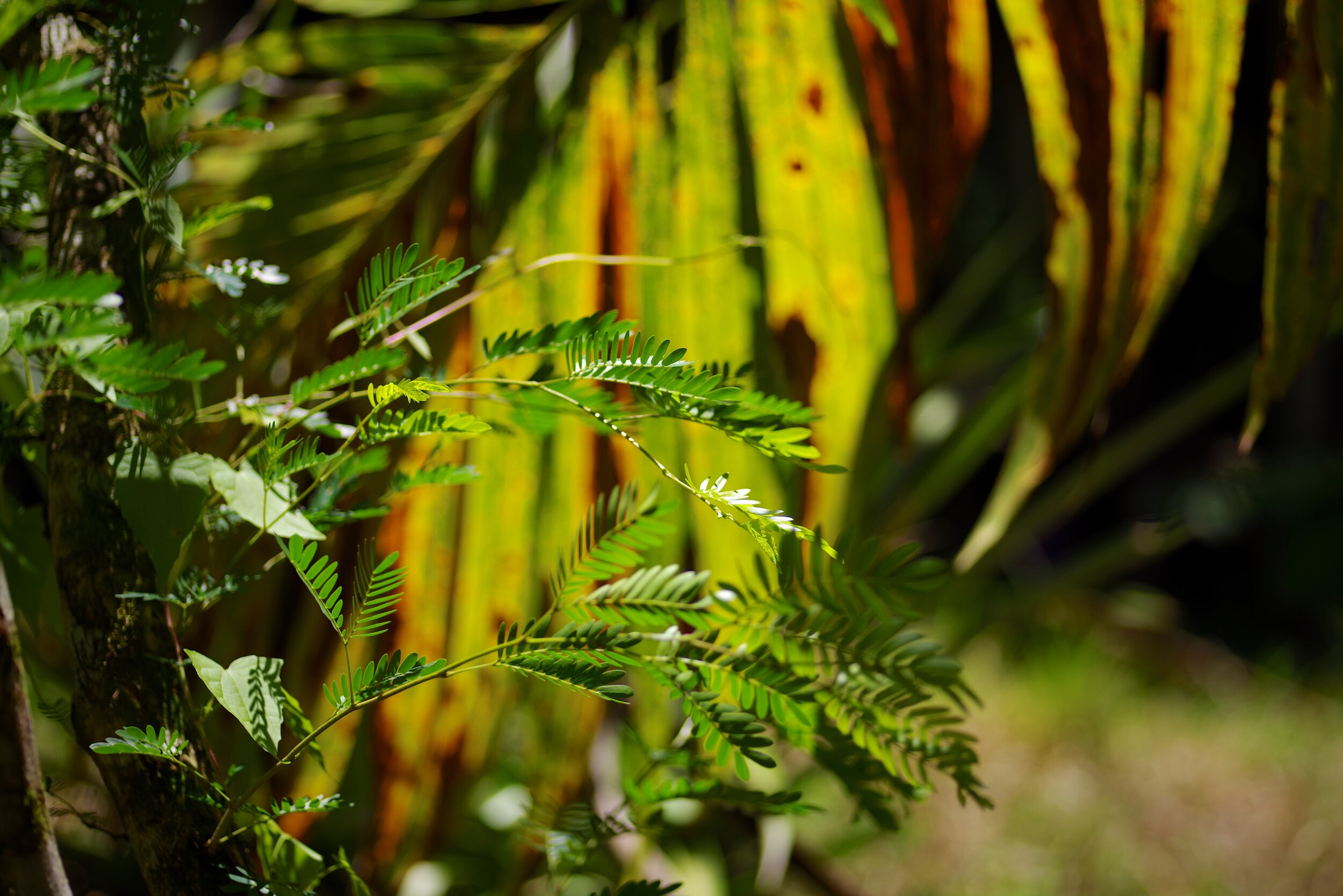 Village Flora The fringes of a village are where garden shrubs mix with wild plants, benign palms with poisonous vines.