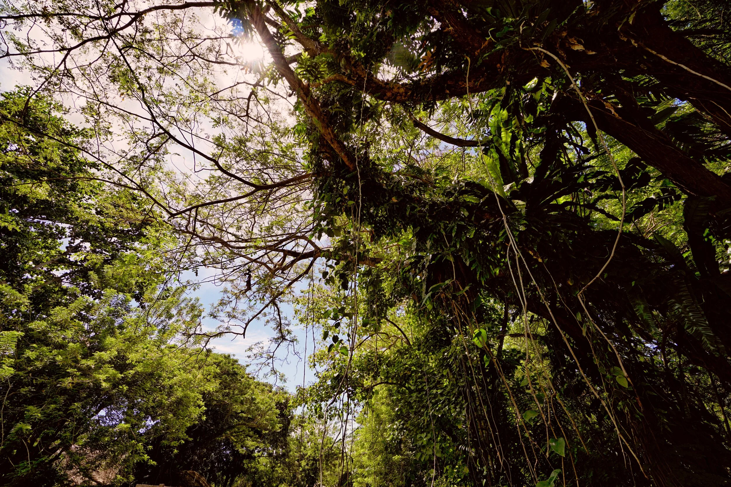 Canopies The fierce mid-day sun of the Pacific is blocked from reaching the forest floor by an elaborate labyrinth of hardwoods and vines.