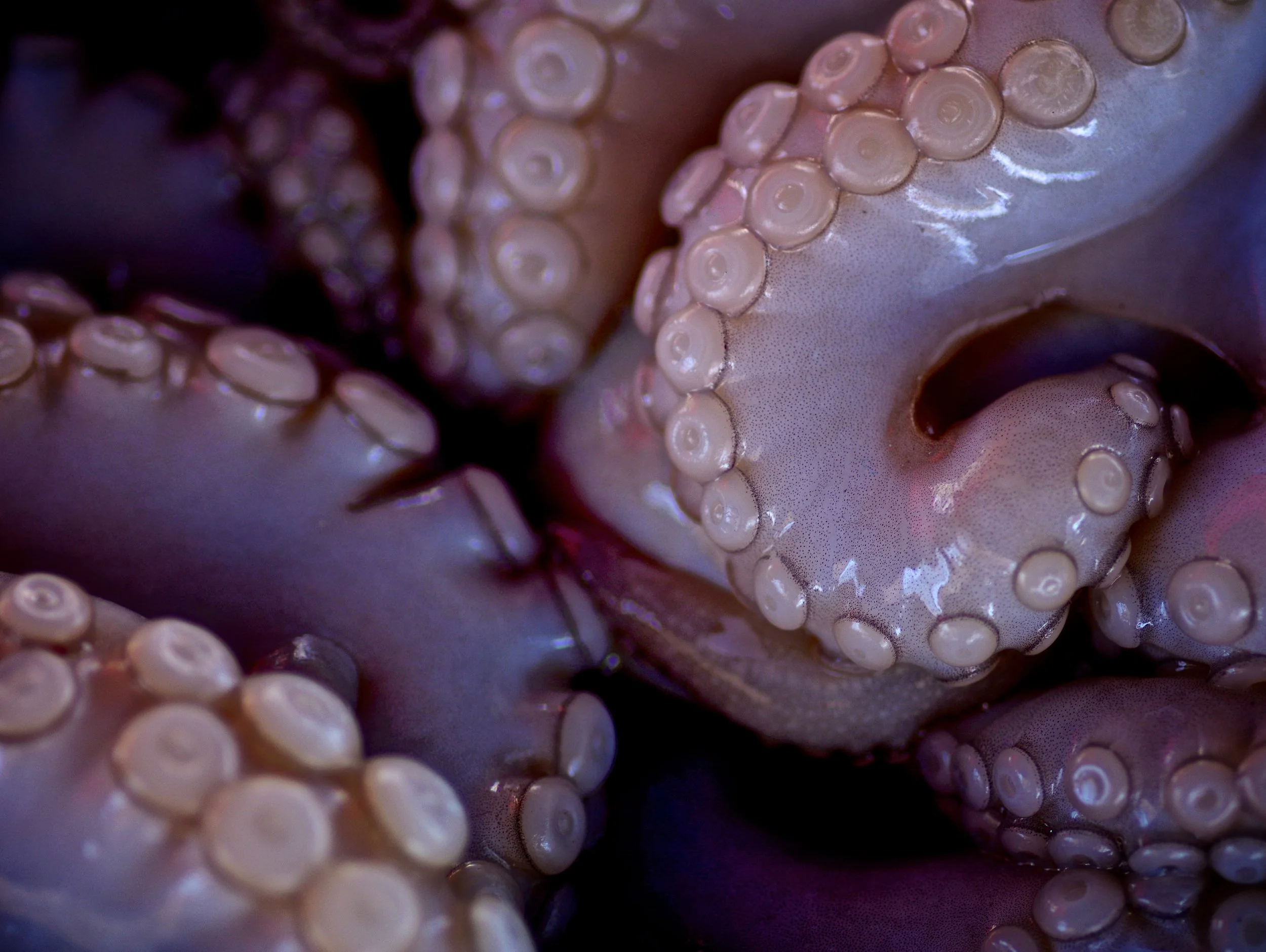 IMGP0356 - Version 2.jpg