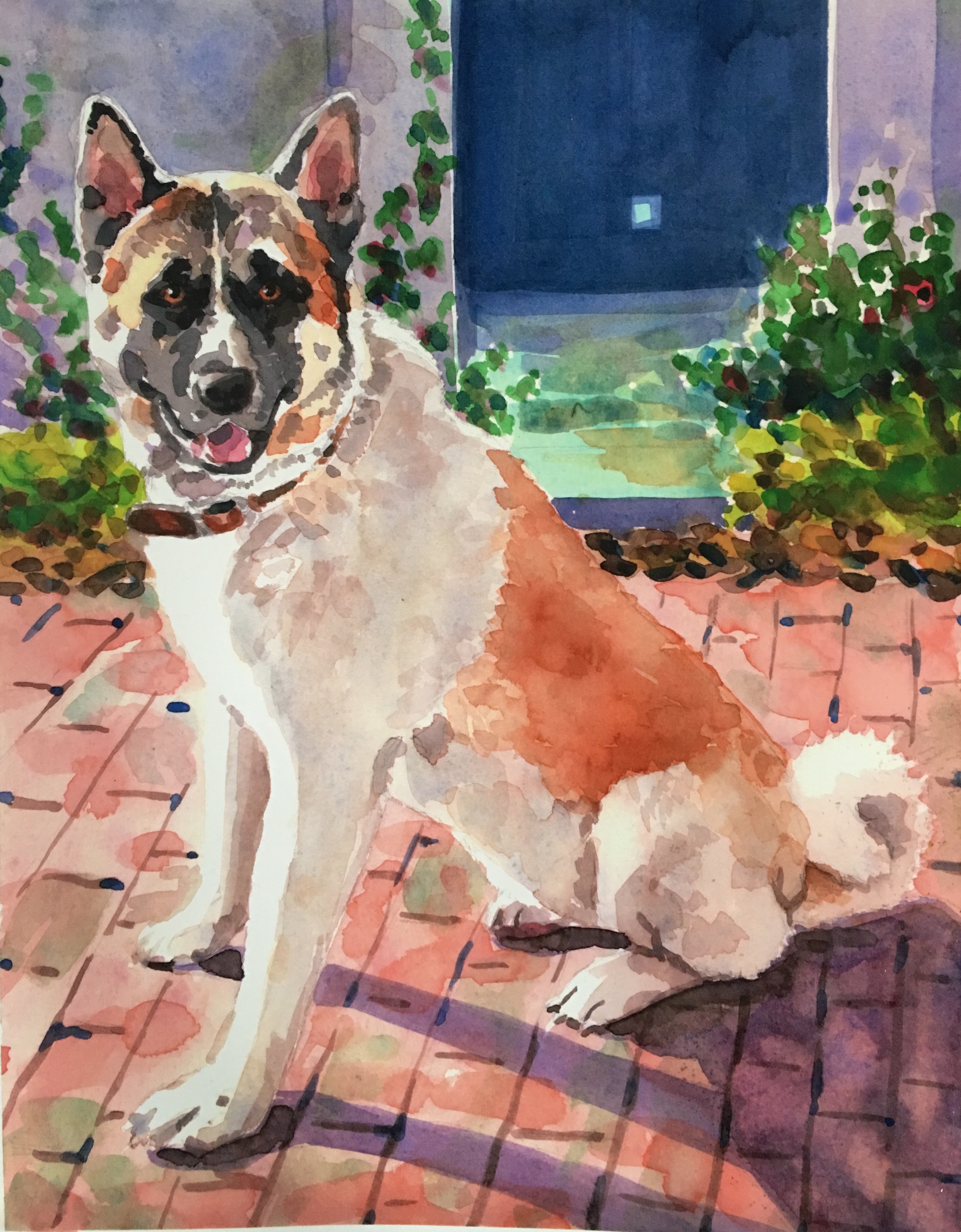 akita portrait.jpg