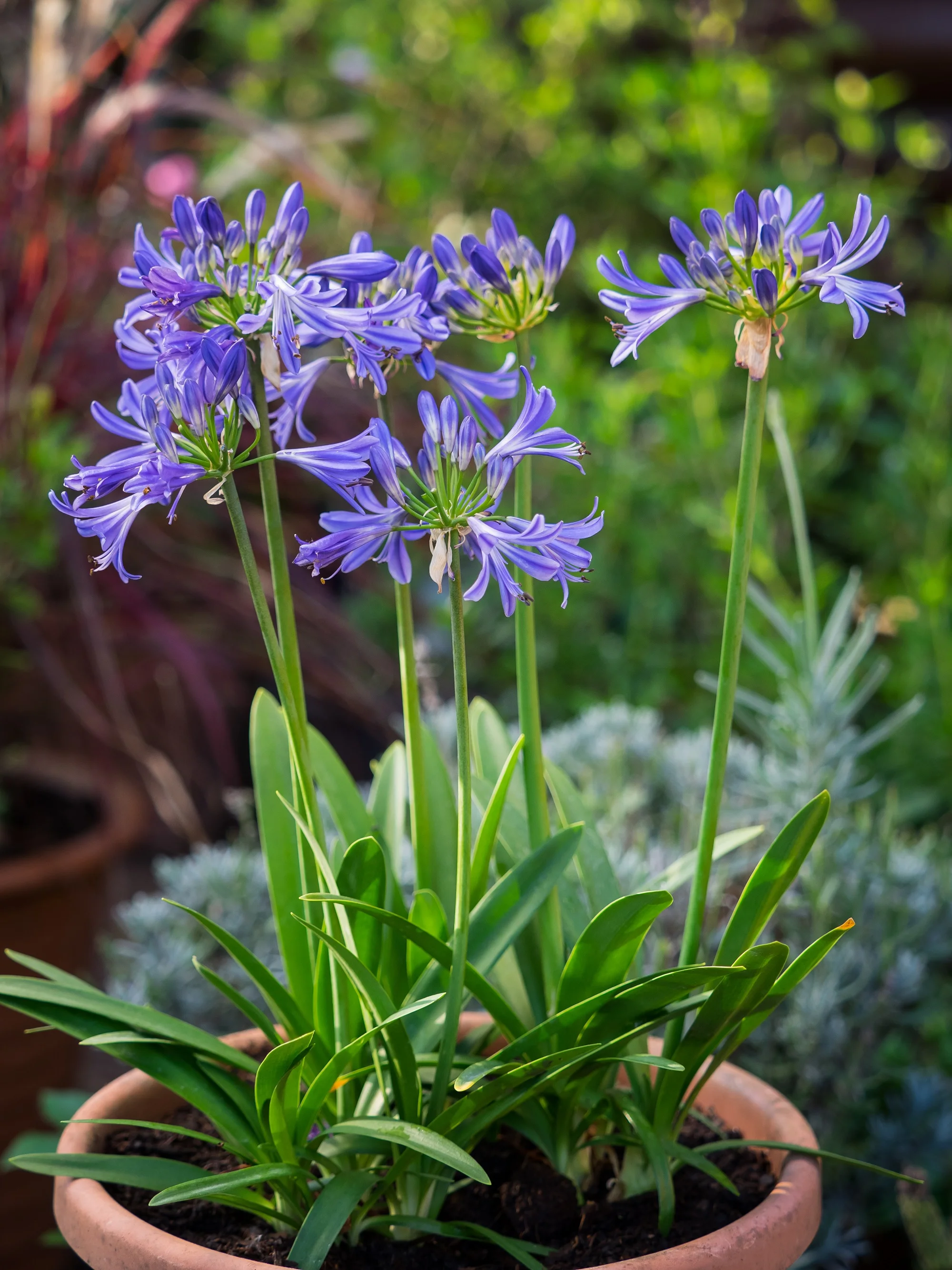 Agapanthus Charlotte1.jpg