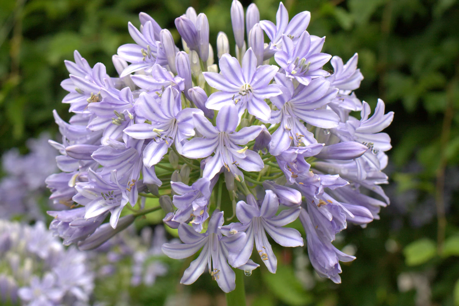 Agapanthus Glenavon RL 2.jpg