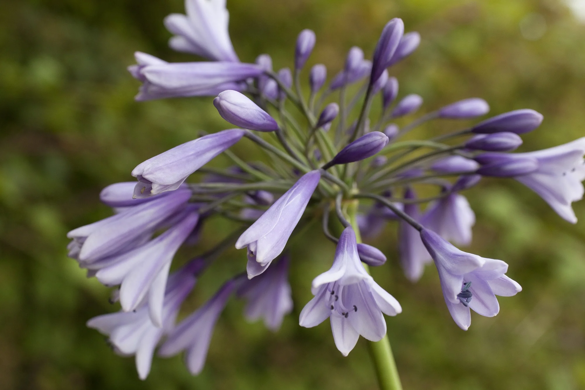 Agapanthus liam's Lilac (RL4249).jpg
