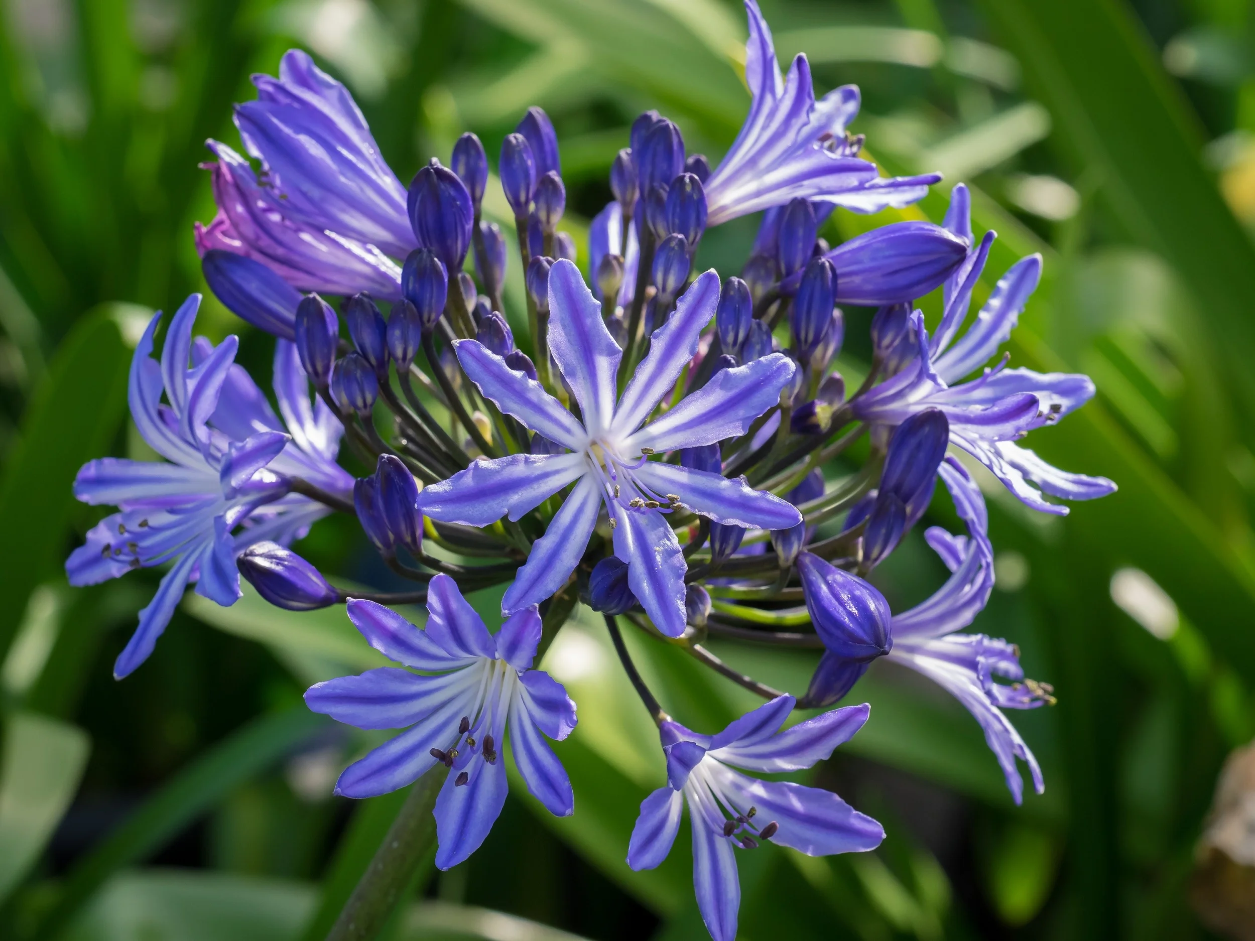Agapanthus Moonlight Star.jpg