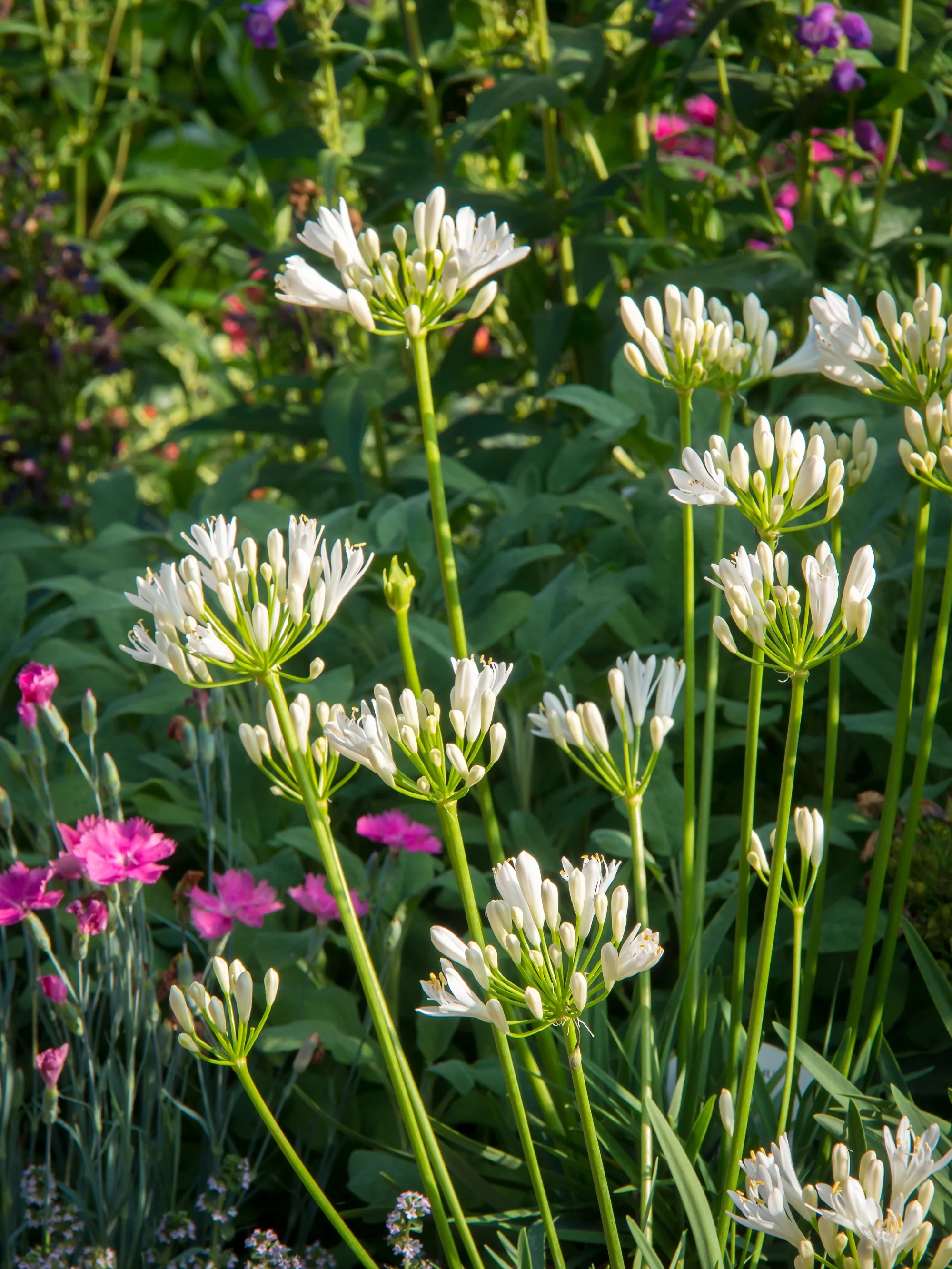 Agapanthus Snow Pixie 4.jpg