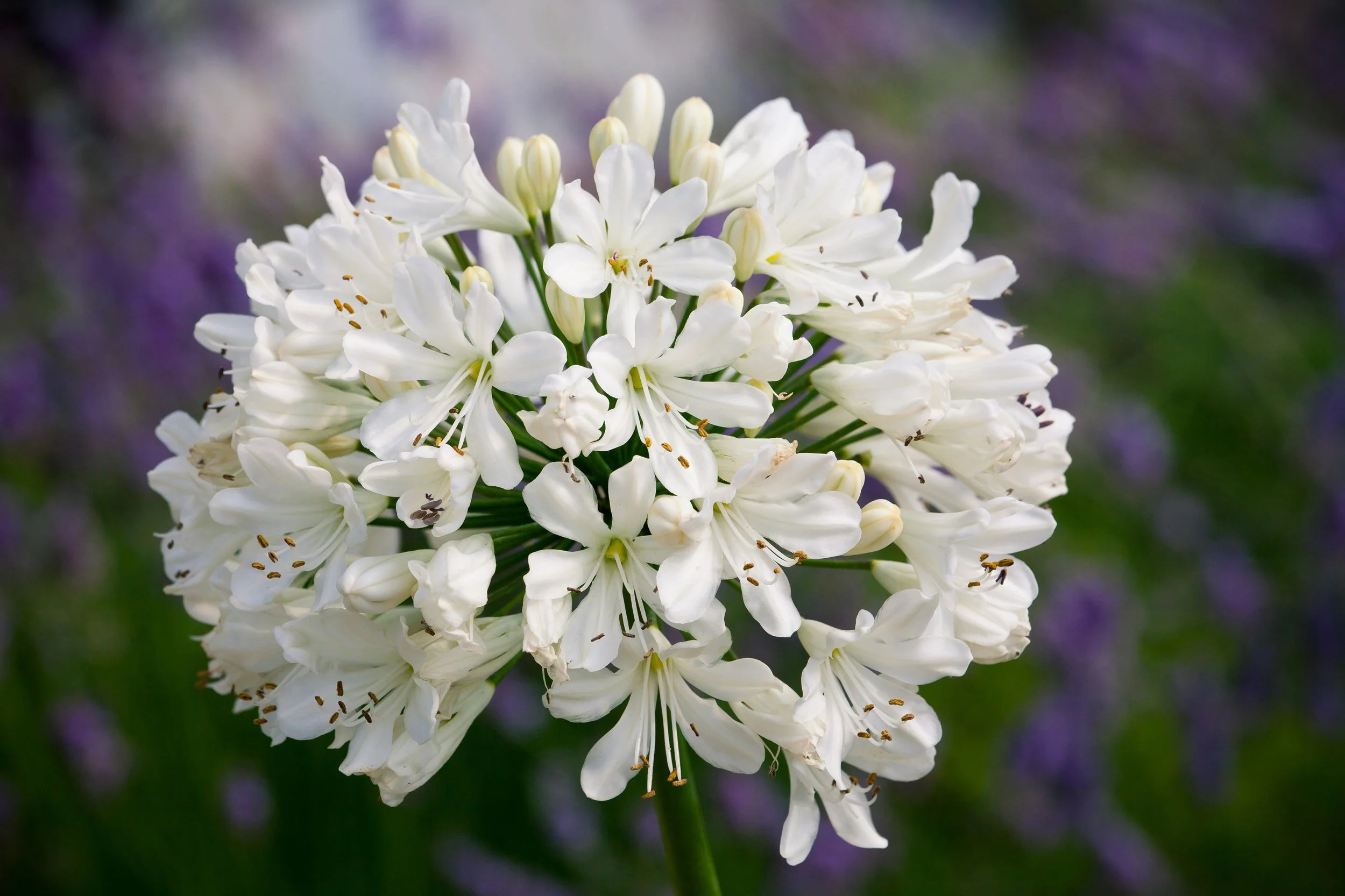 Agapanthus Snow Crystal 2.jpg