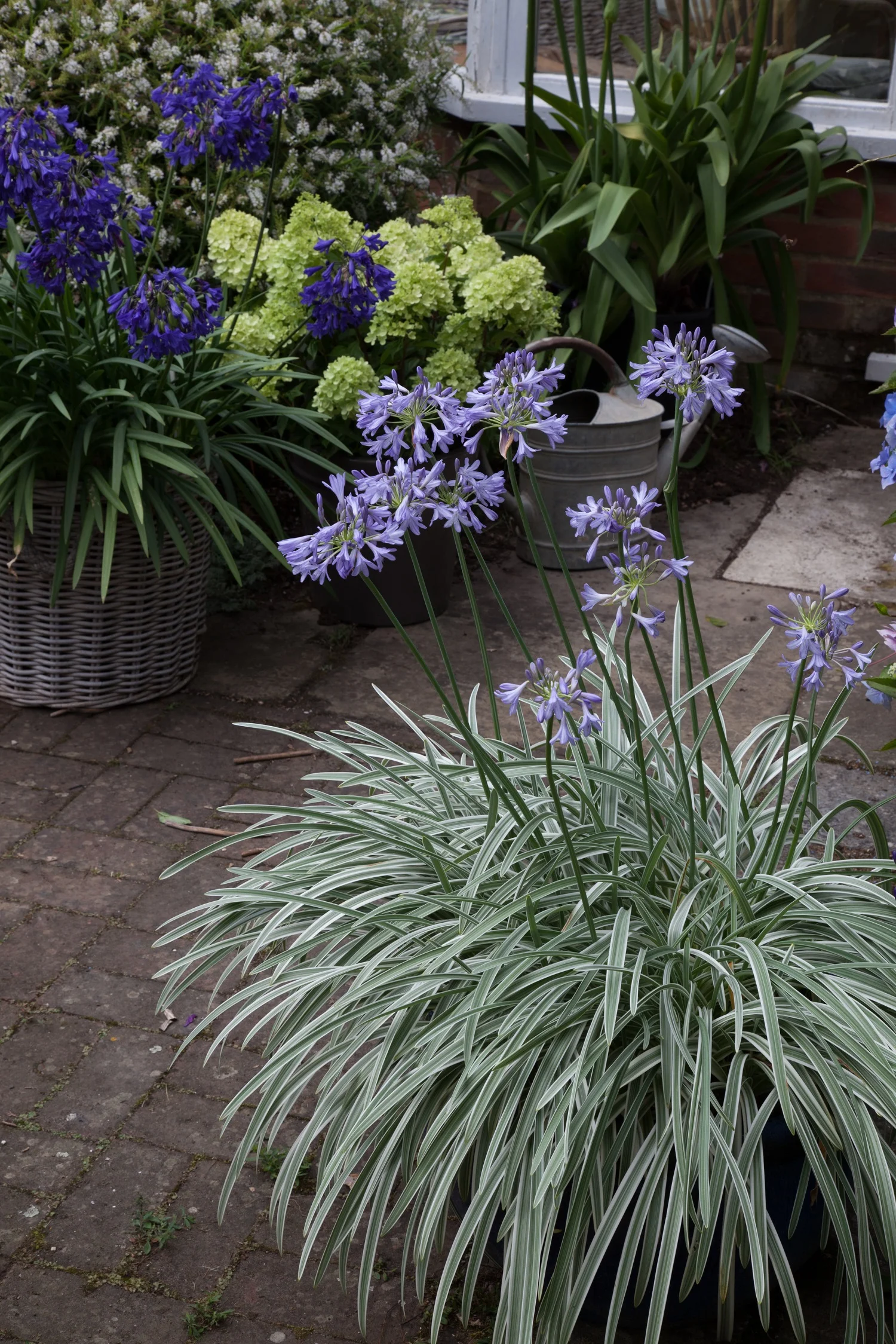 Agapanthus Silver Moon7.jpg