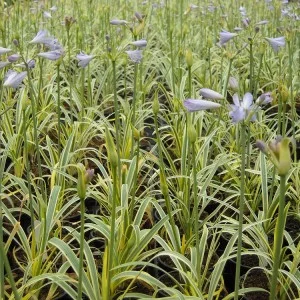 Agapanthus-Golden-Drop-300x300.jpg