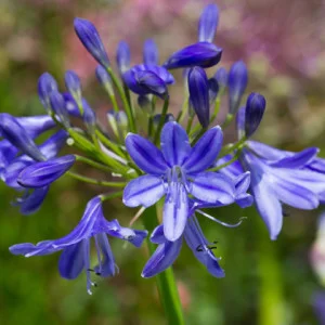 agapanthus_lapis_lazuli-300x300.jpg
