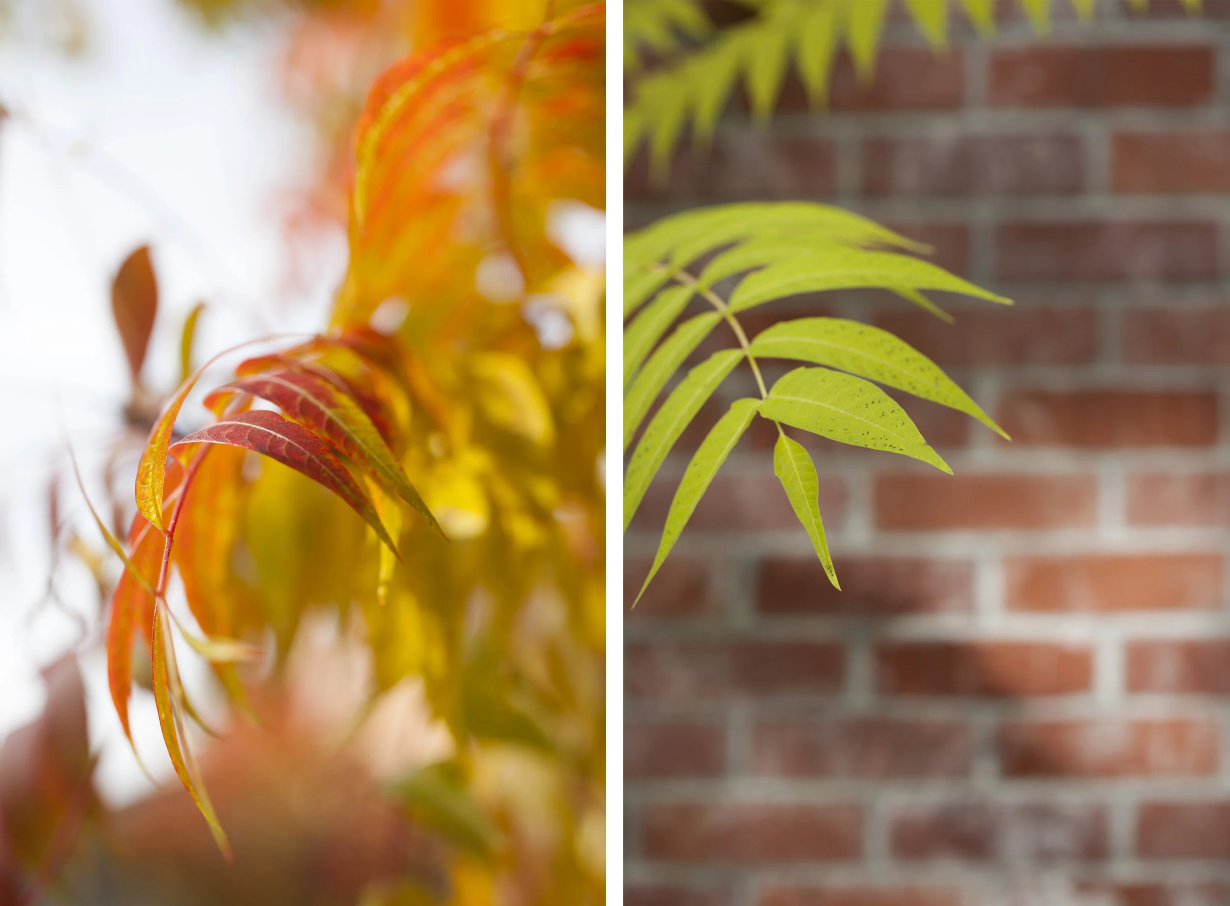 steffen_vert_fall-leaves2.jpg