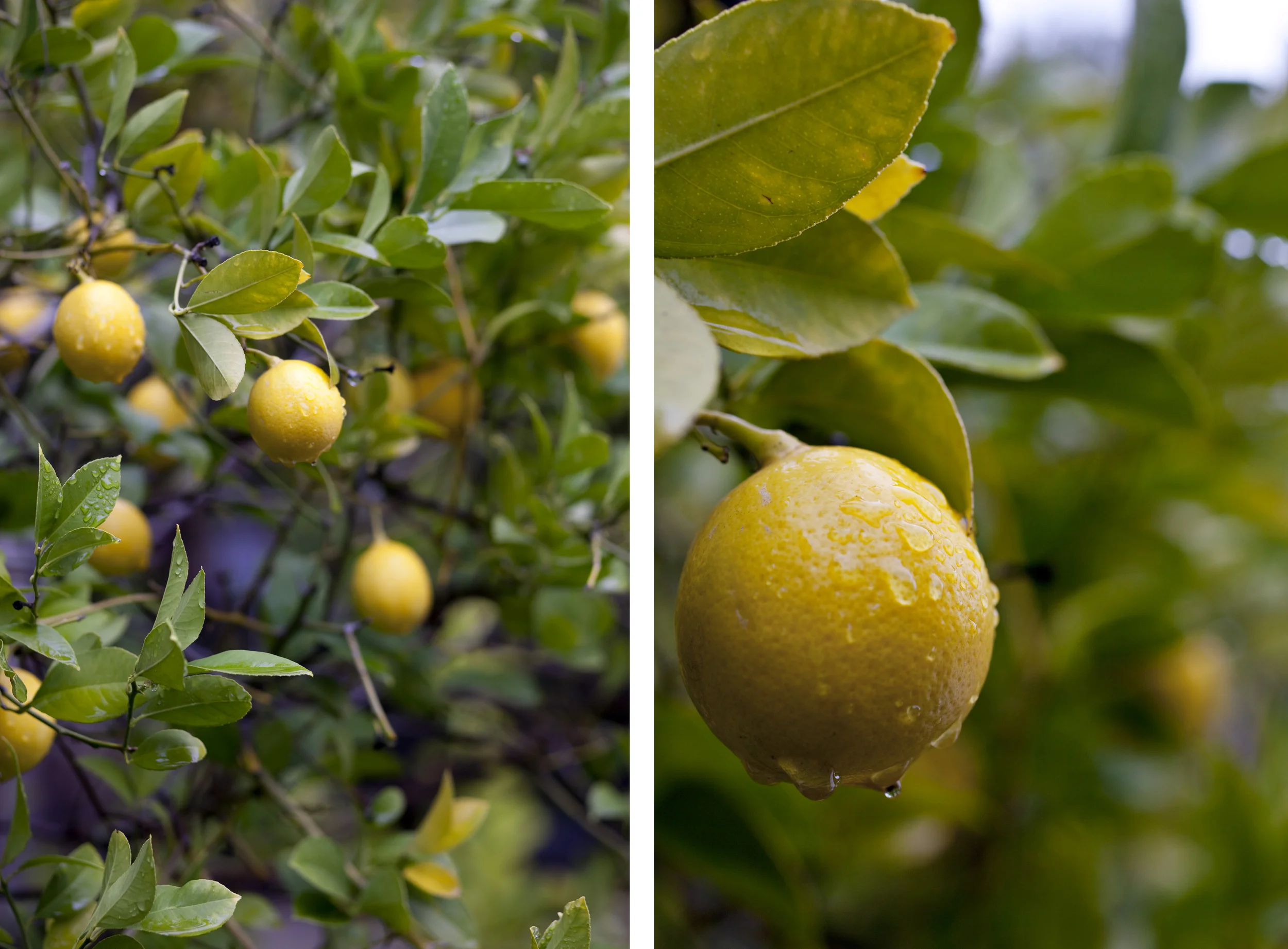 steffen_vert_lemons.jpg