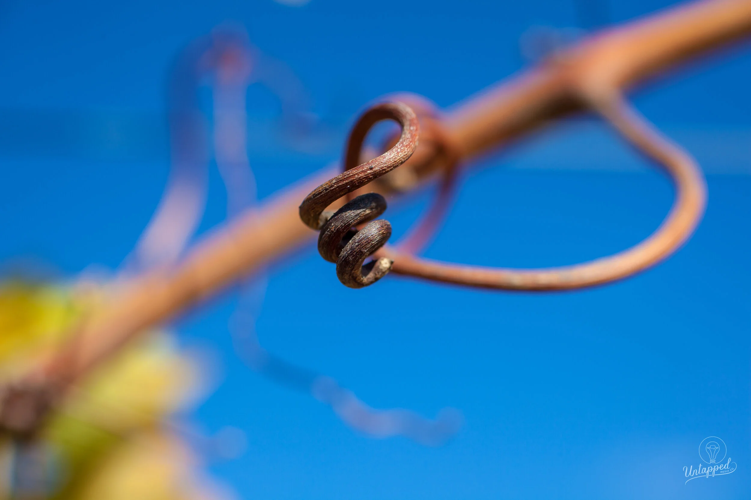 A Visual Journey Through Wine Country