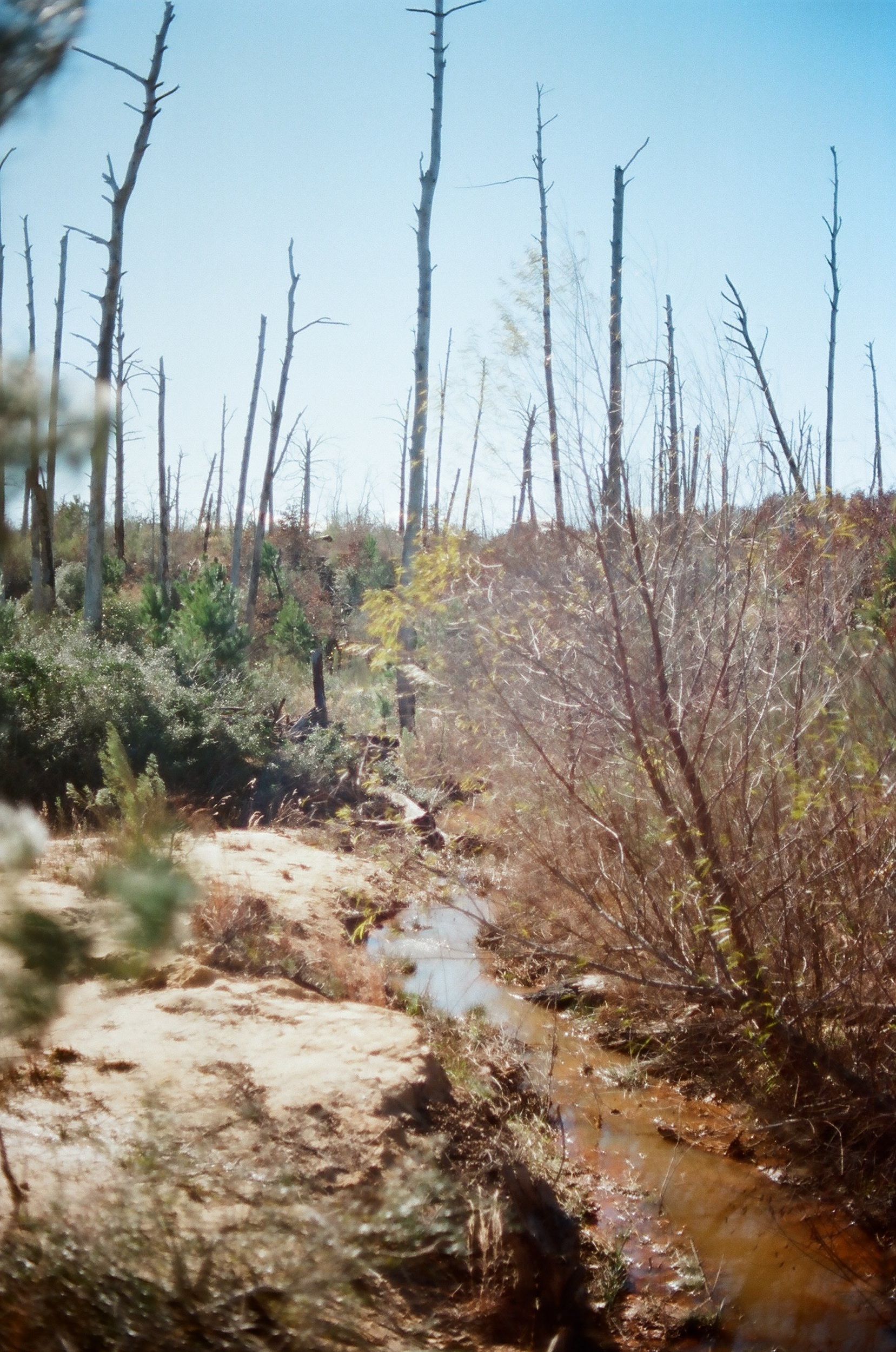 Bastrop State Park, TX - 2018