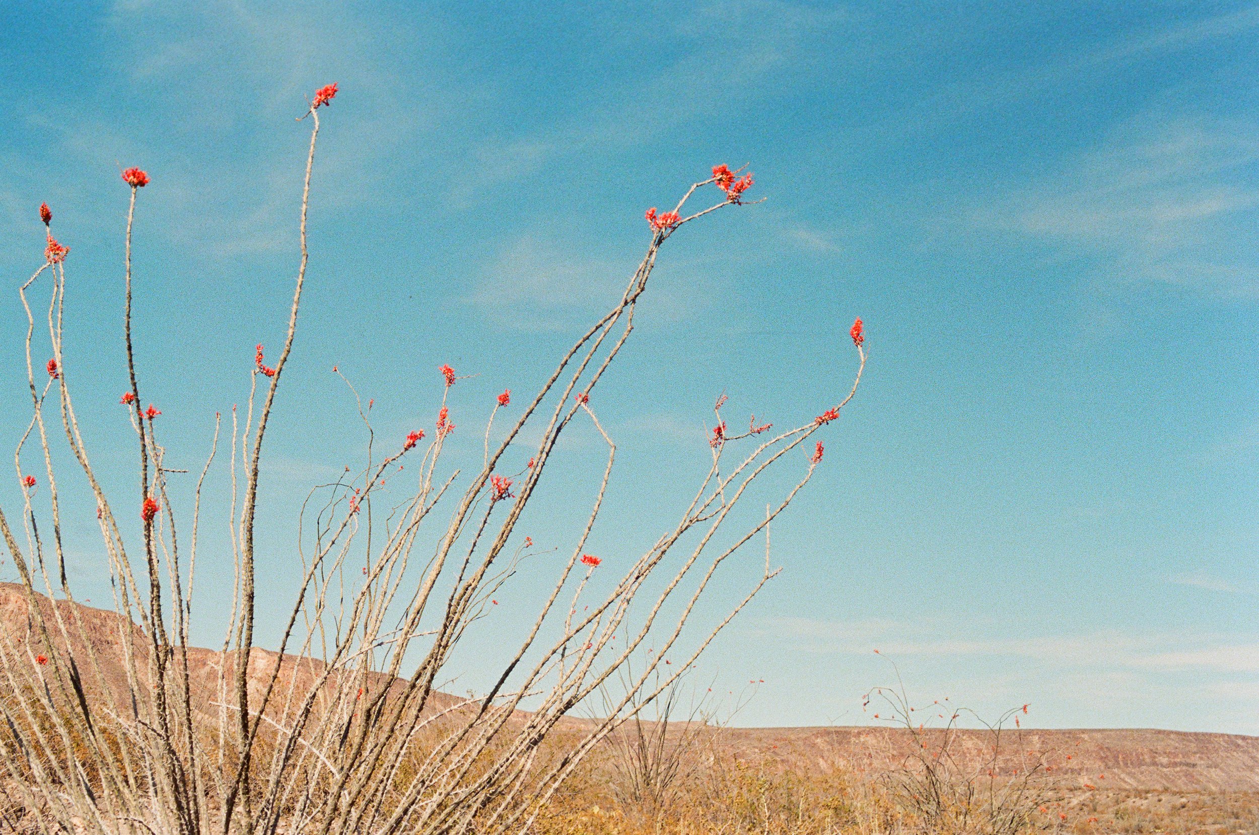 Big Bend Ranch State Park, TX - 2022