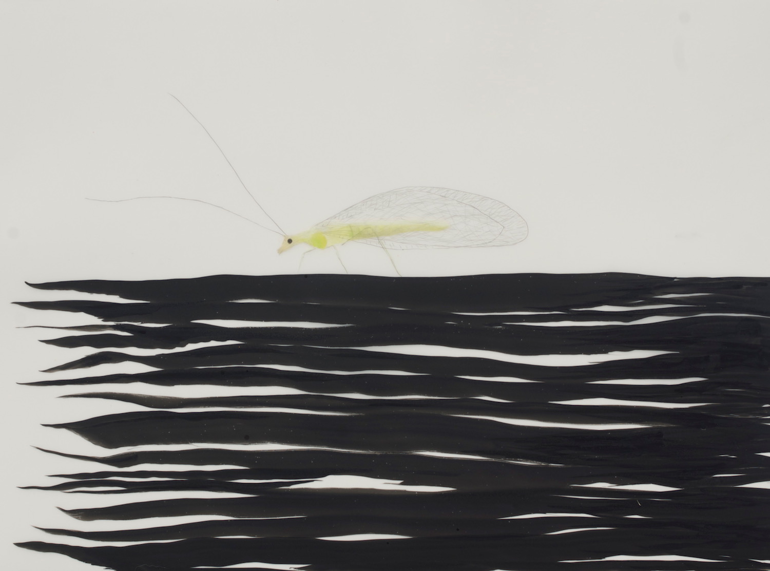 Mayfly