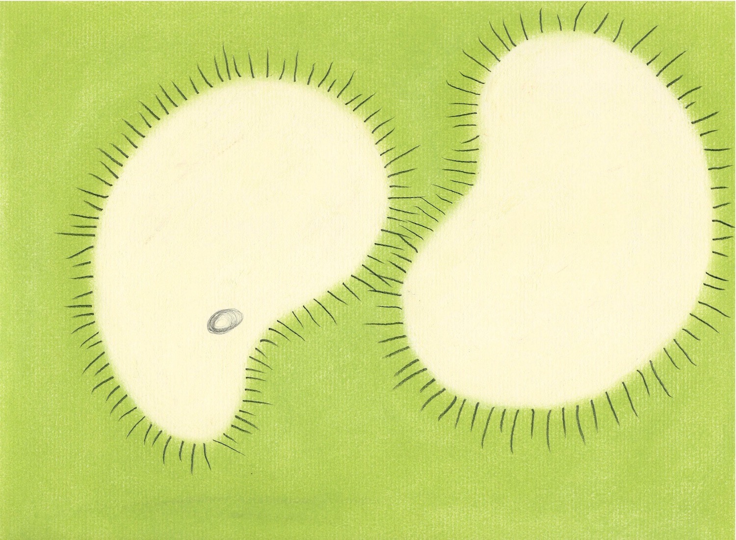 Pods