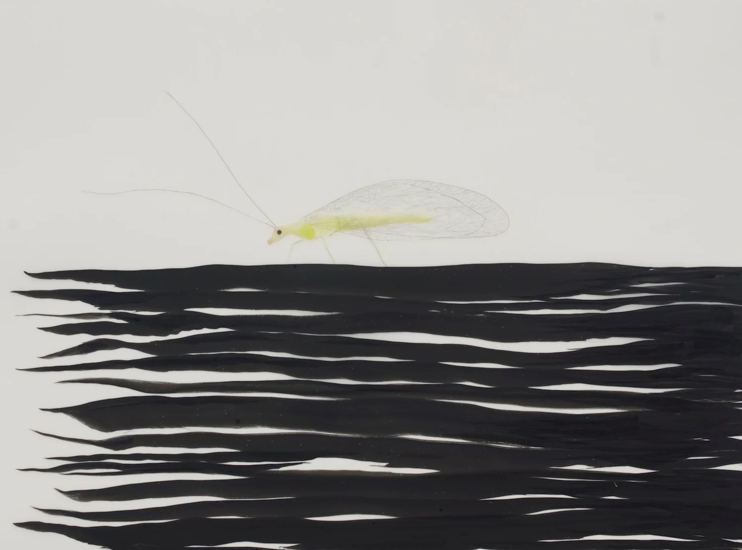 Mayfly