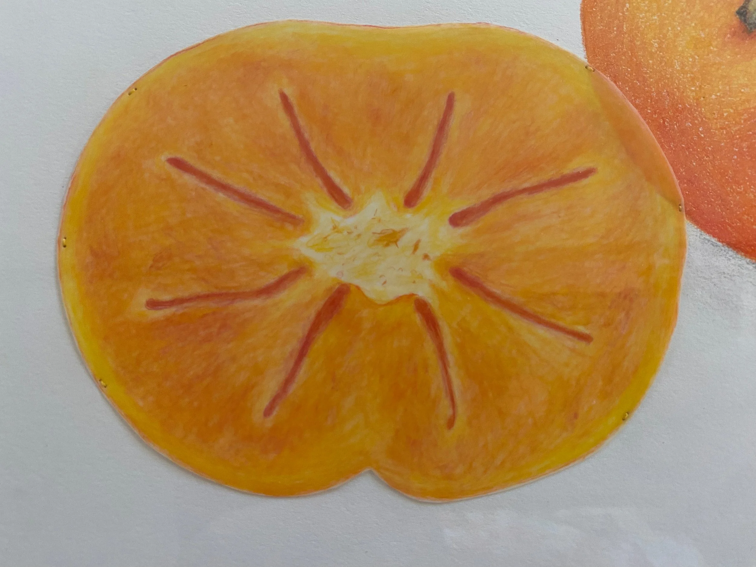 Persimmon detail 2.jpeg