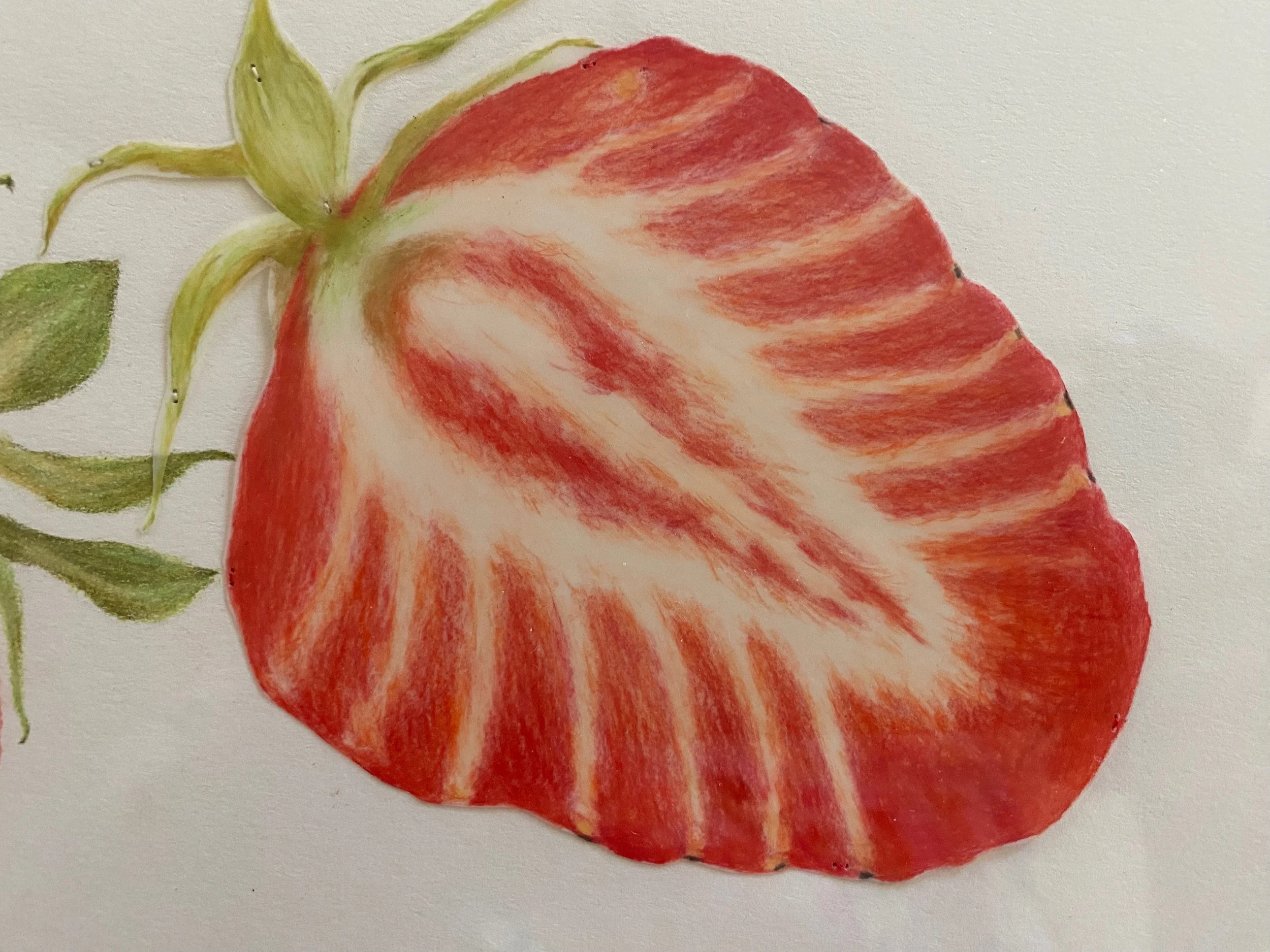 Strawberry detail 2.jpeg
