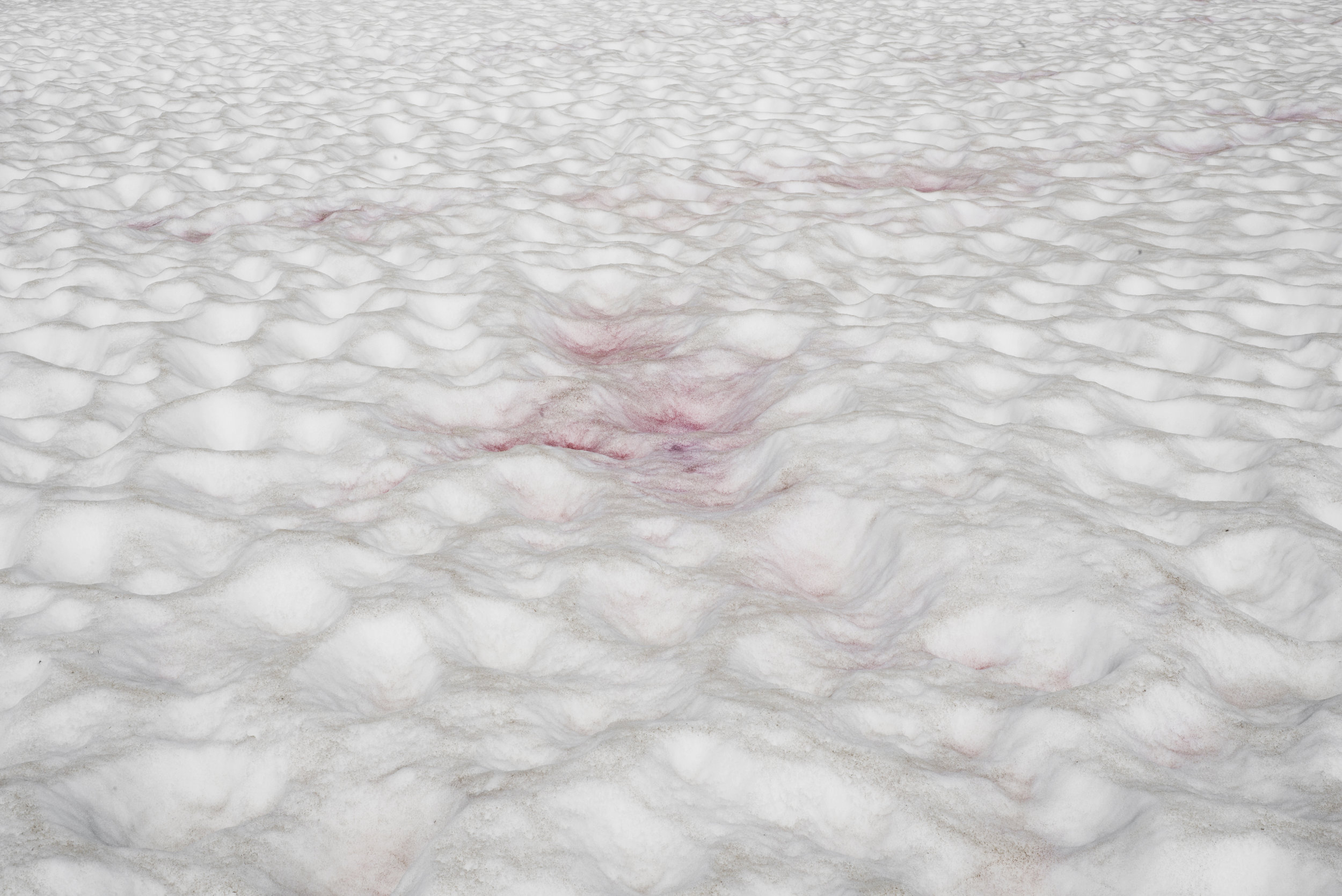pink snow at the continental divide