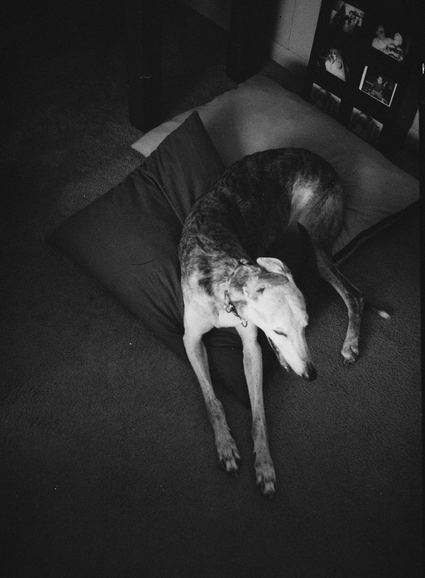 greyhound, 35mm test roll 
