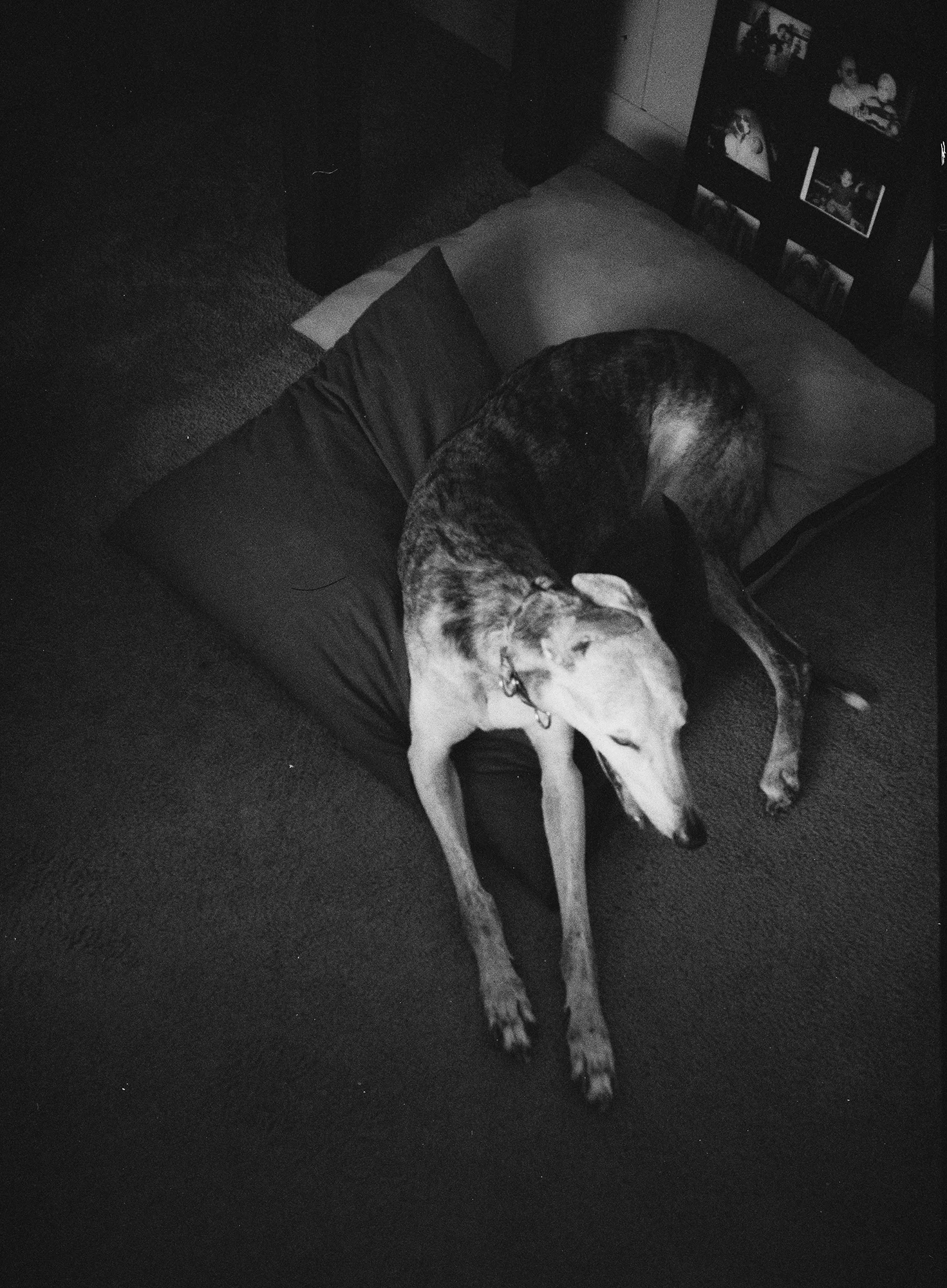 greyhound, 35mm test roll