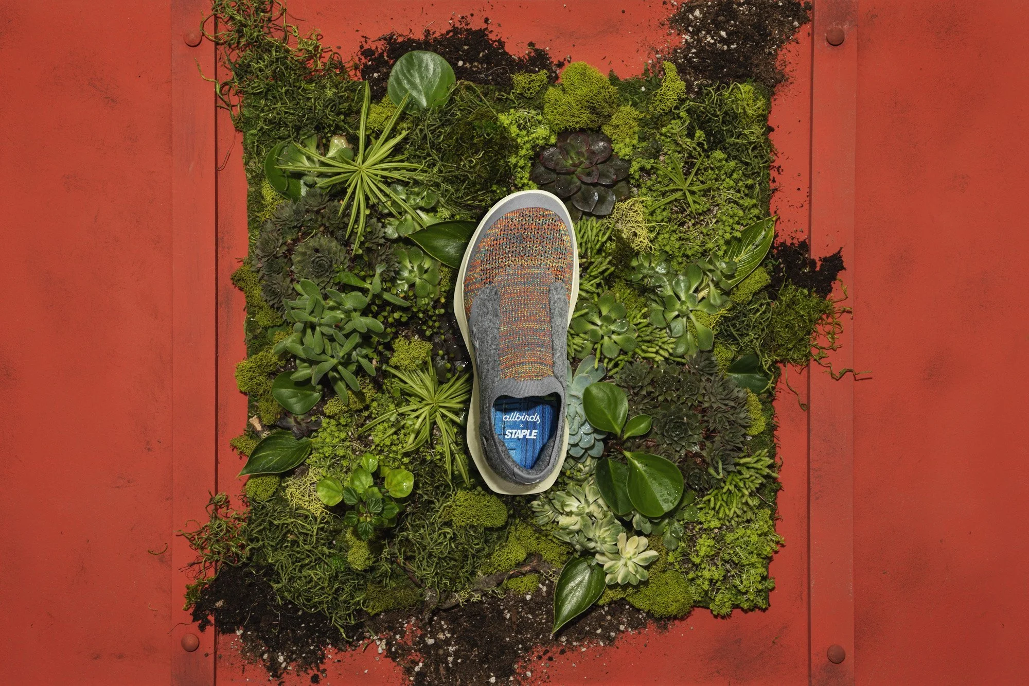 Allbirds