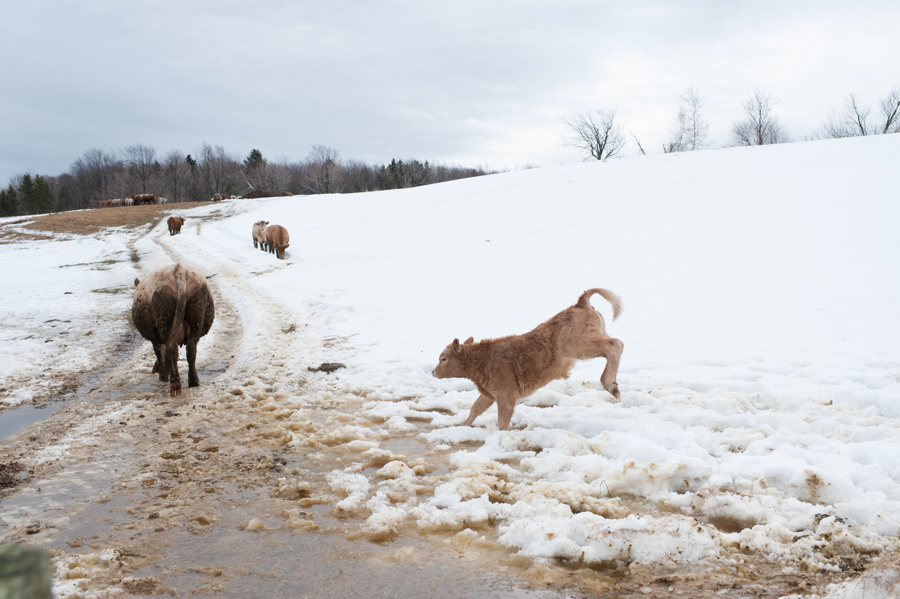 First day of spring for the cows