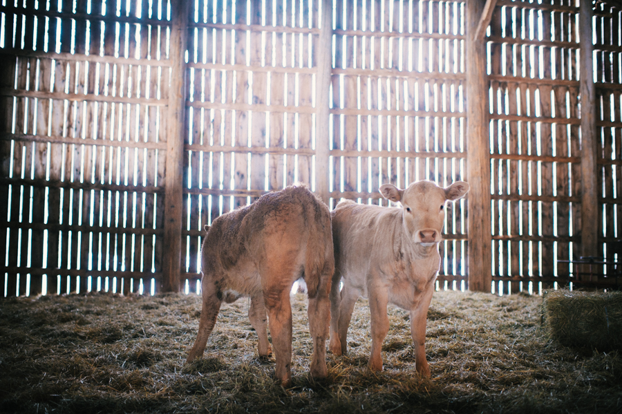 Spring calves at Cosman & Webb Farms