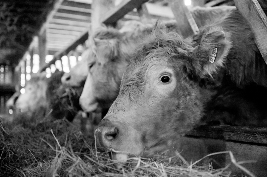 Cows On The Cosman & Webb Organic Farm