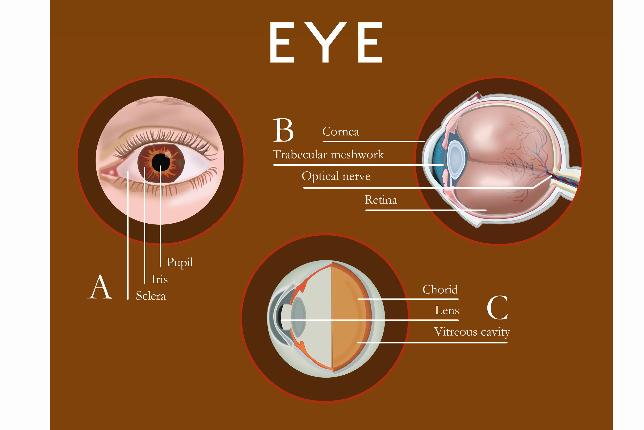 sized_eye02.jpg