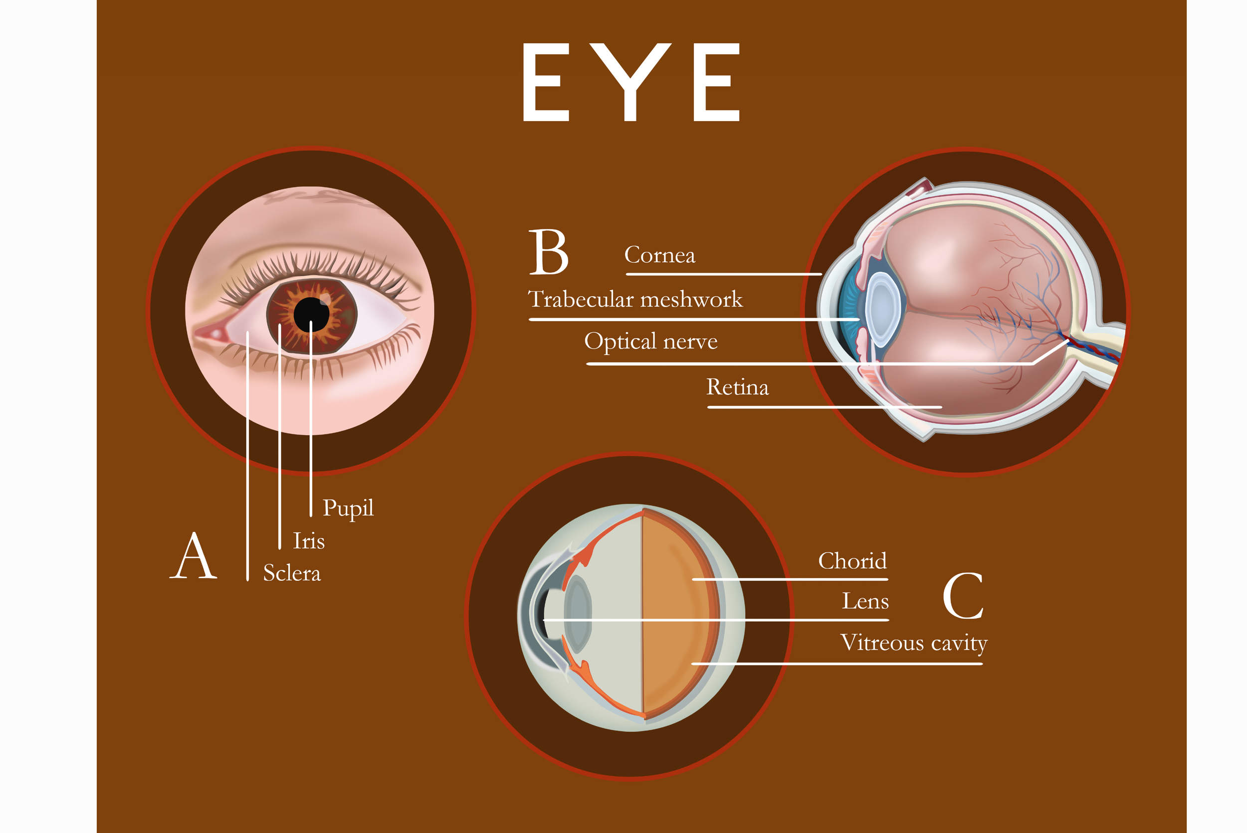 sized_eye02.jpg