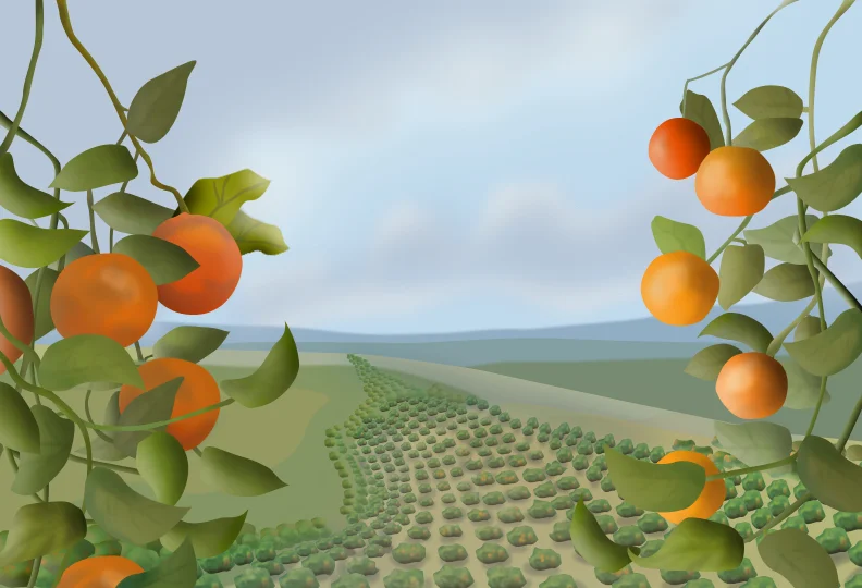 oranges.jpg