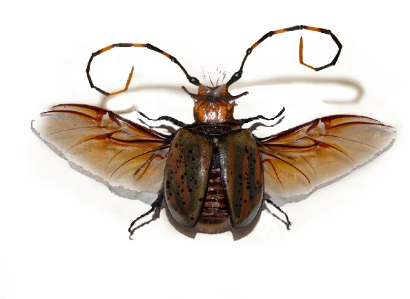 BUG.jpg