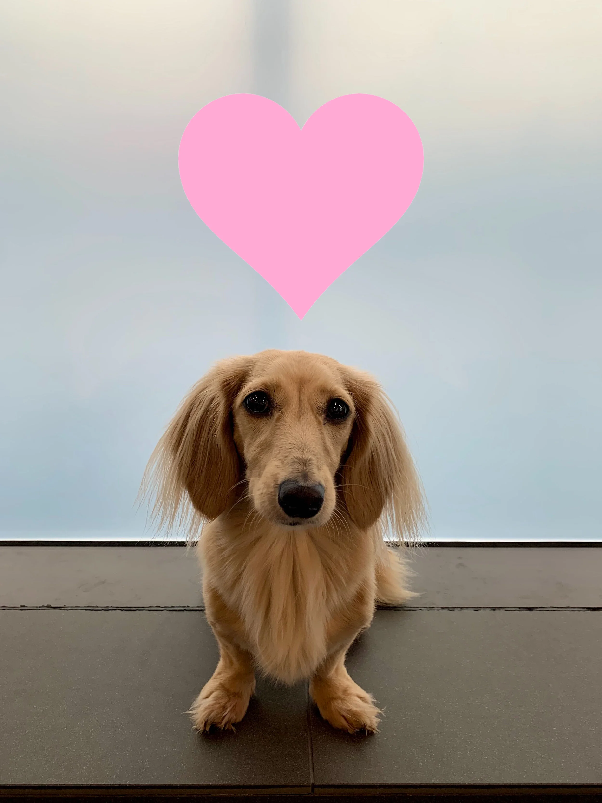 sniffheart.jpg