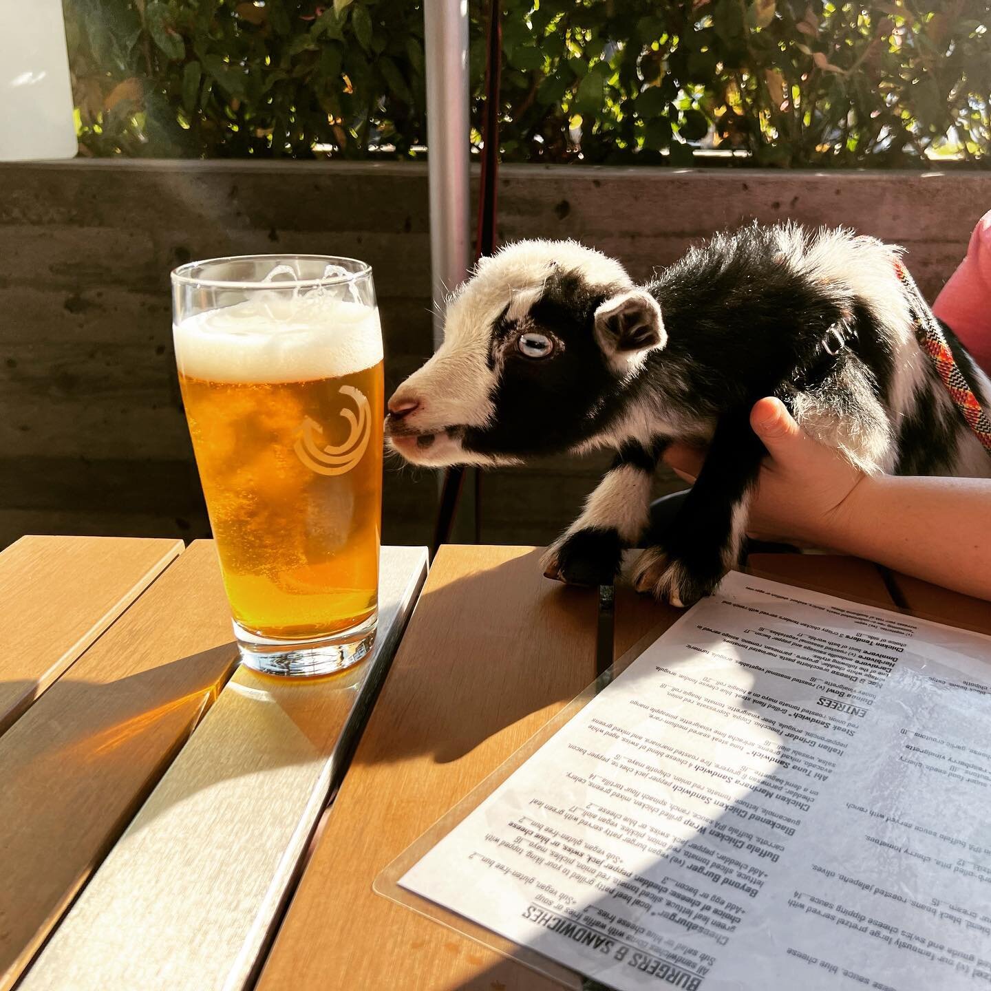 Missing our &ldquo;take the goats to work and out for beers day&rdquo; 🐐☀️🍻