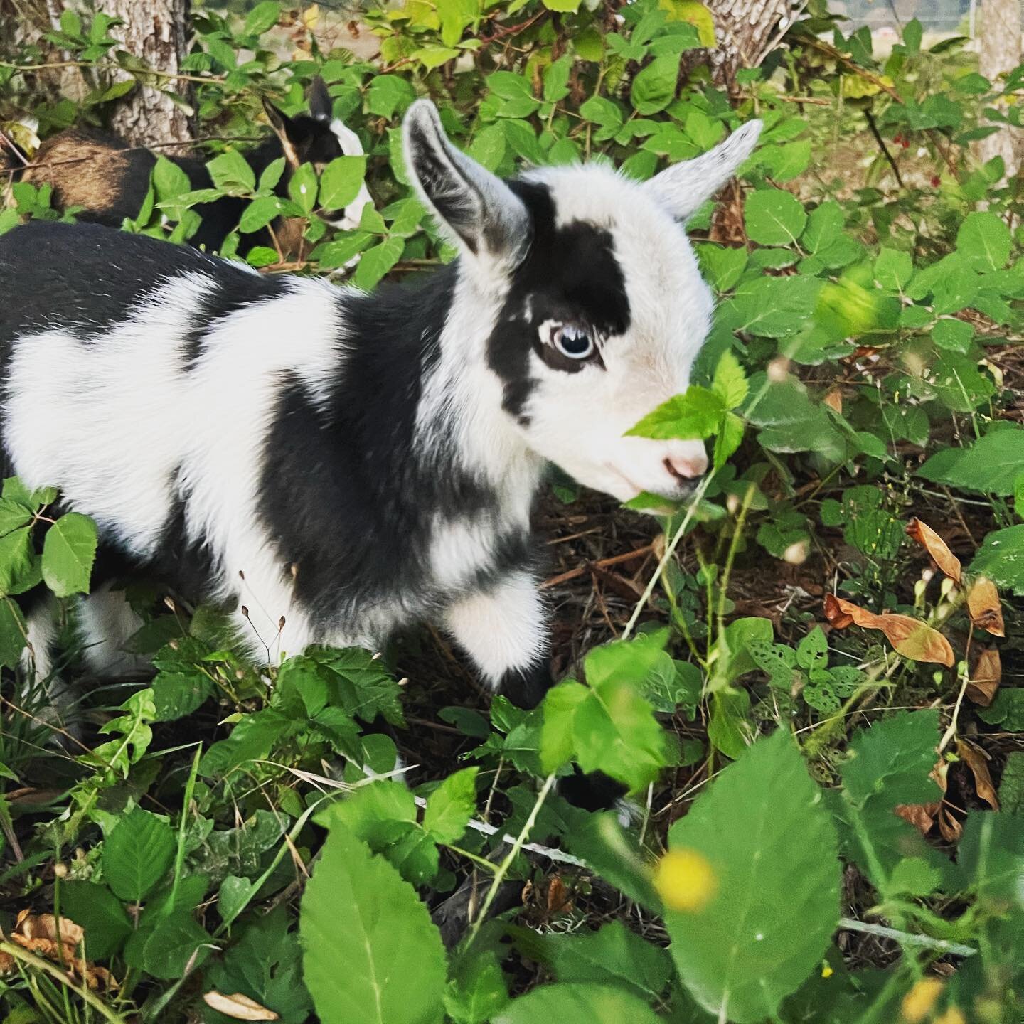 weed wackers in training 🐐🍃🐐