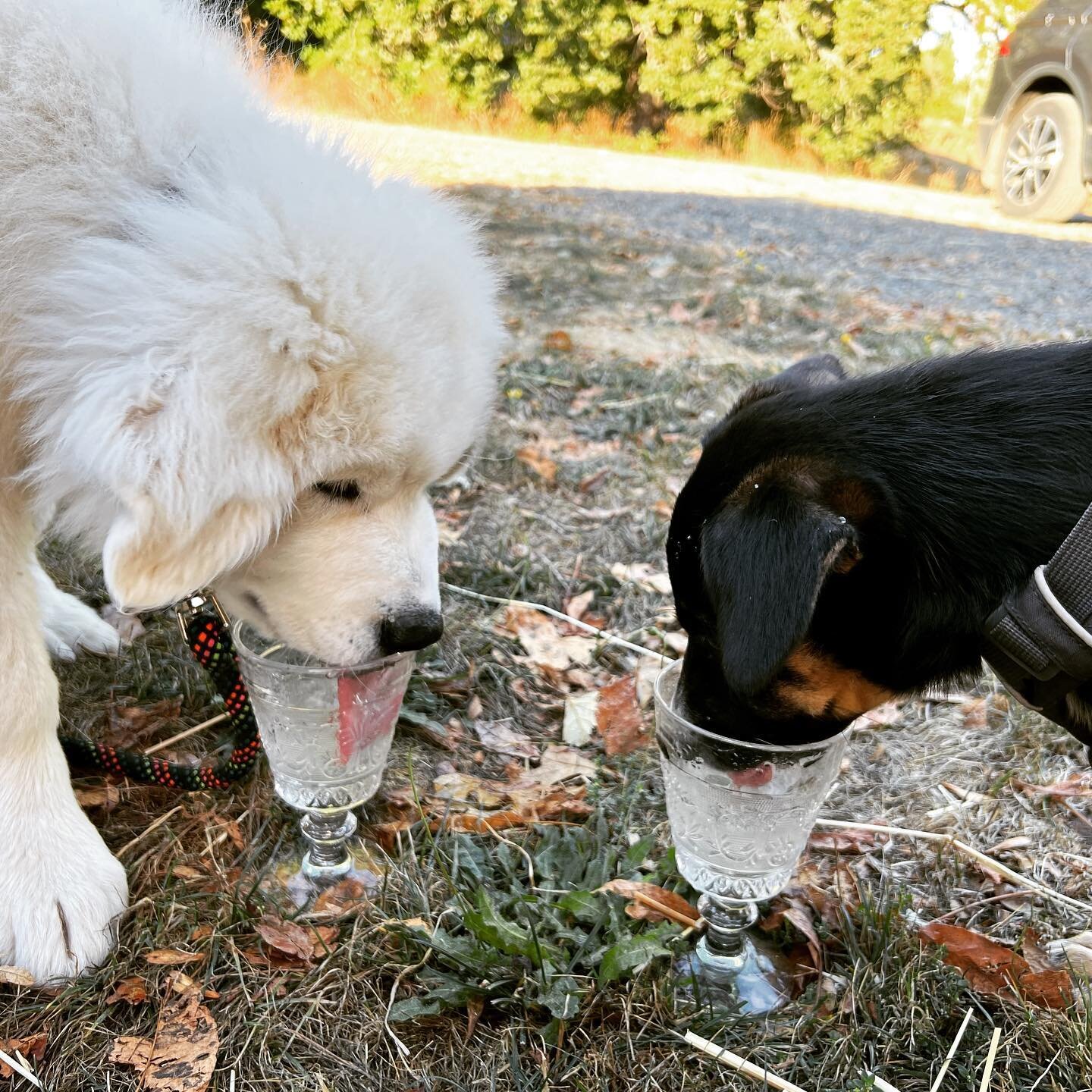 Just a couple farm pups 🐶🐾🐶enjoying the finer farm things.