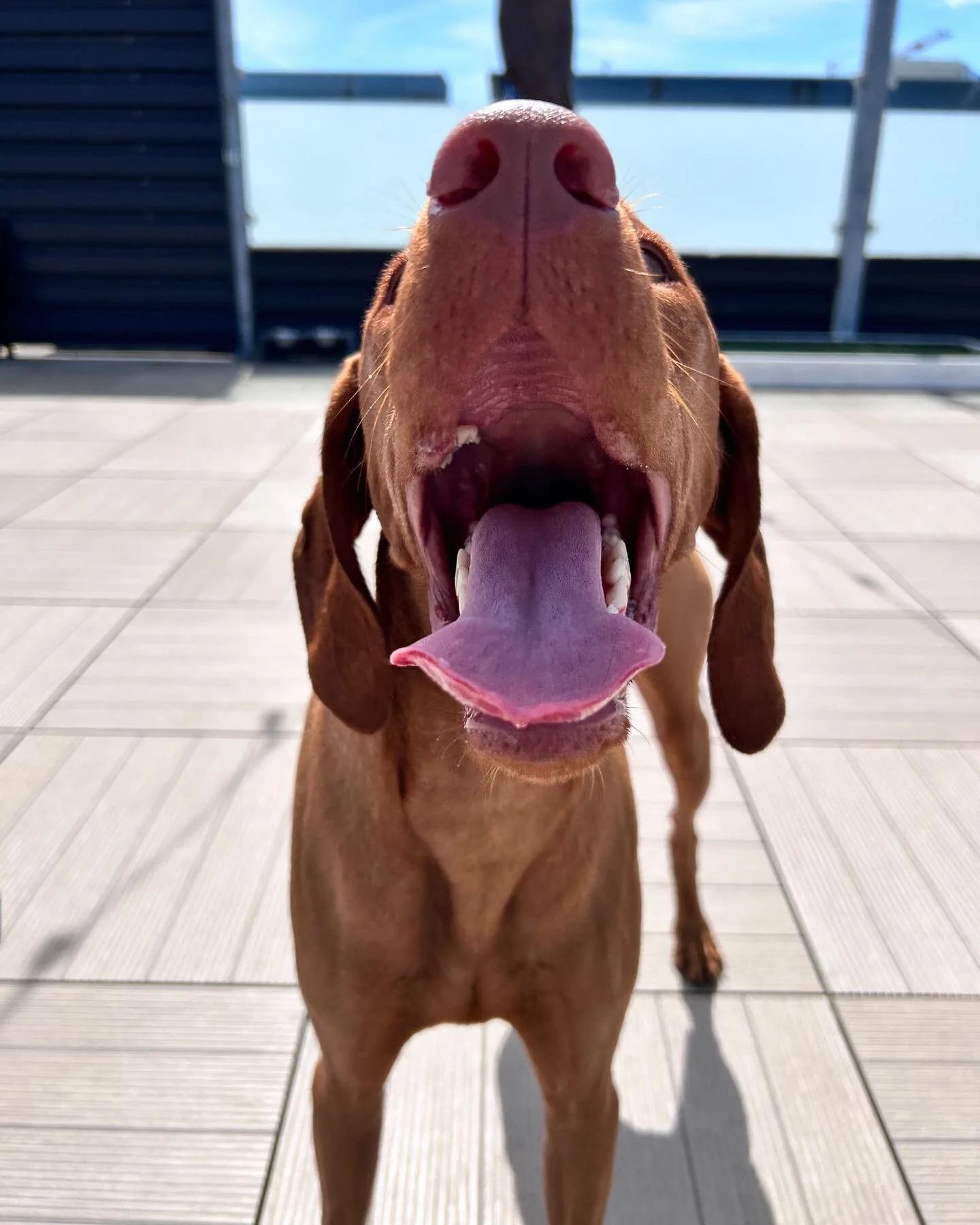 Portland — Sniff Dog Hotel