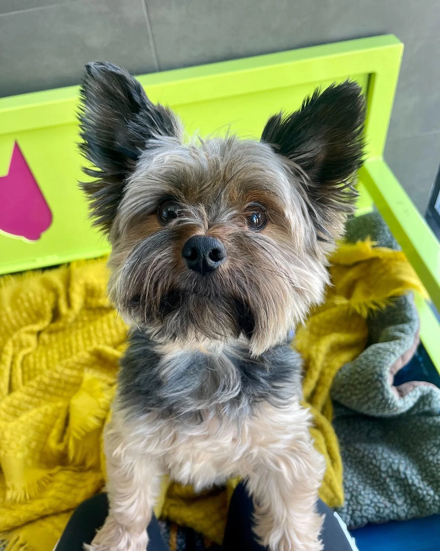 Portland — Sniff Dog Hotel