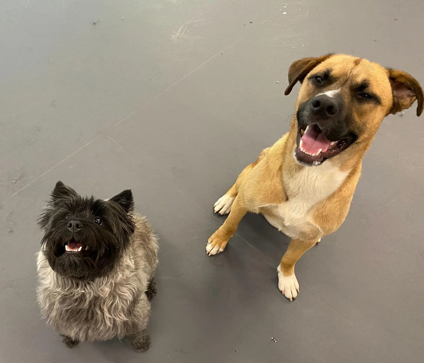 Portland — Sniff Dog Hotel