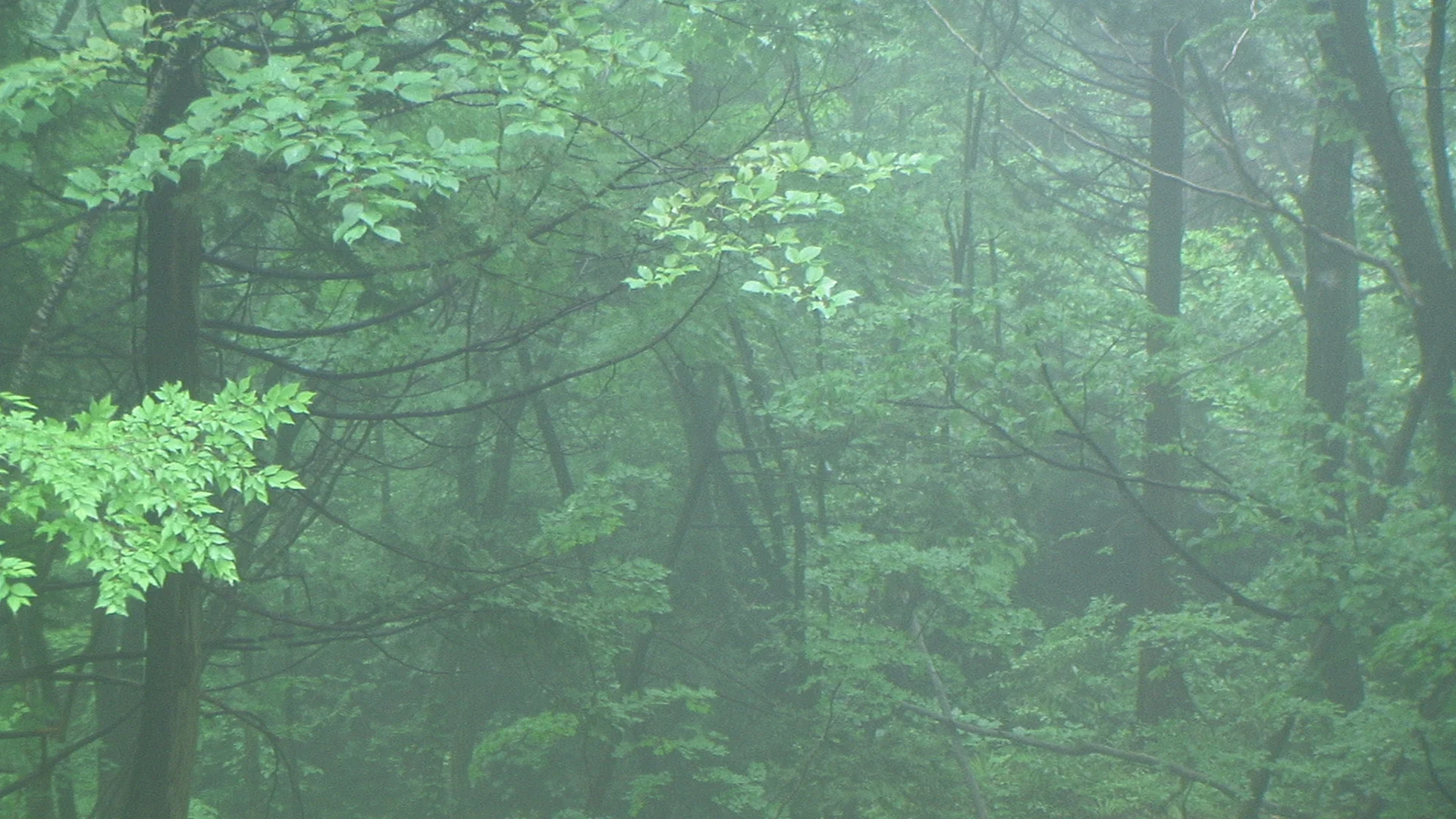 Original growth temperate rain forest, also in Sado.