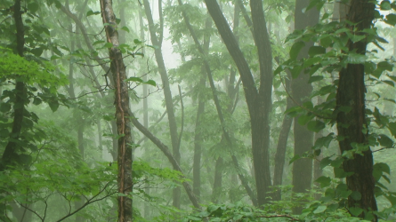 Photo 20 : Eco-tourism tours to the original growth forest in the north of the island are now being promoted.