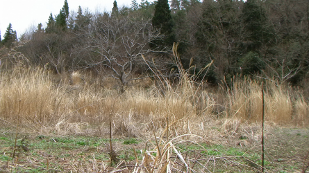 Photo 23 : But the overall trend is towards shrinkage as land and ....